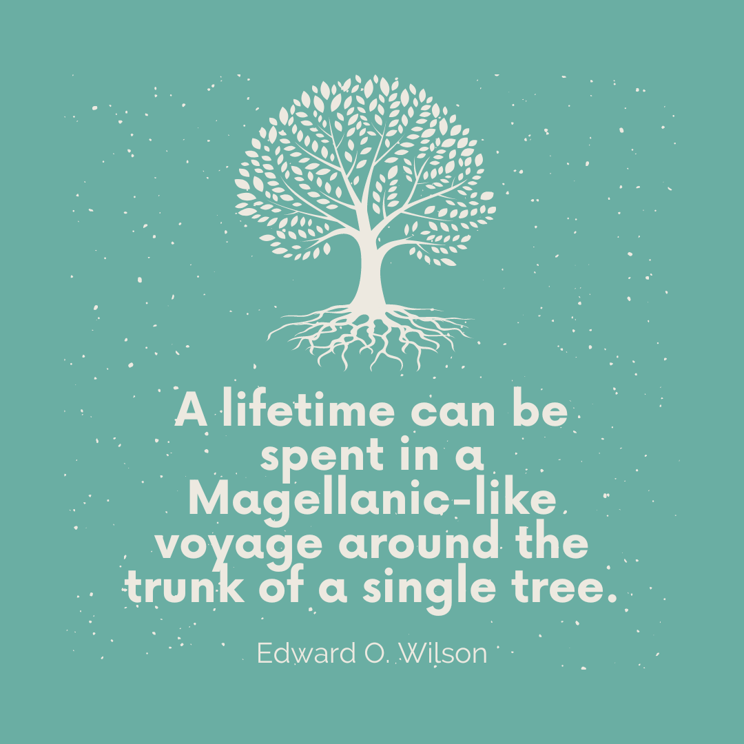A lifetime can be spent in a Magellanic-like voyage around the trunk of a single tree. Edward O Wilson