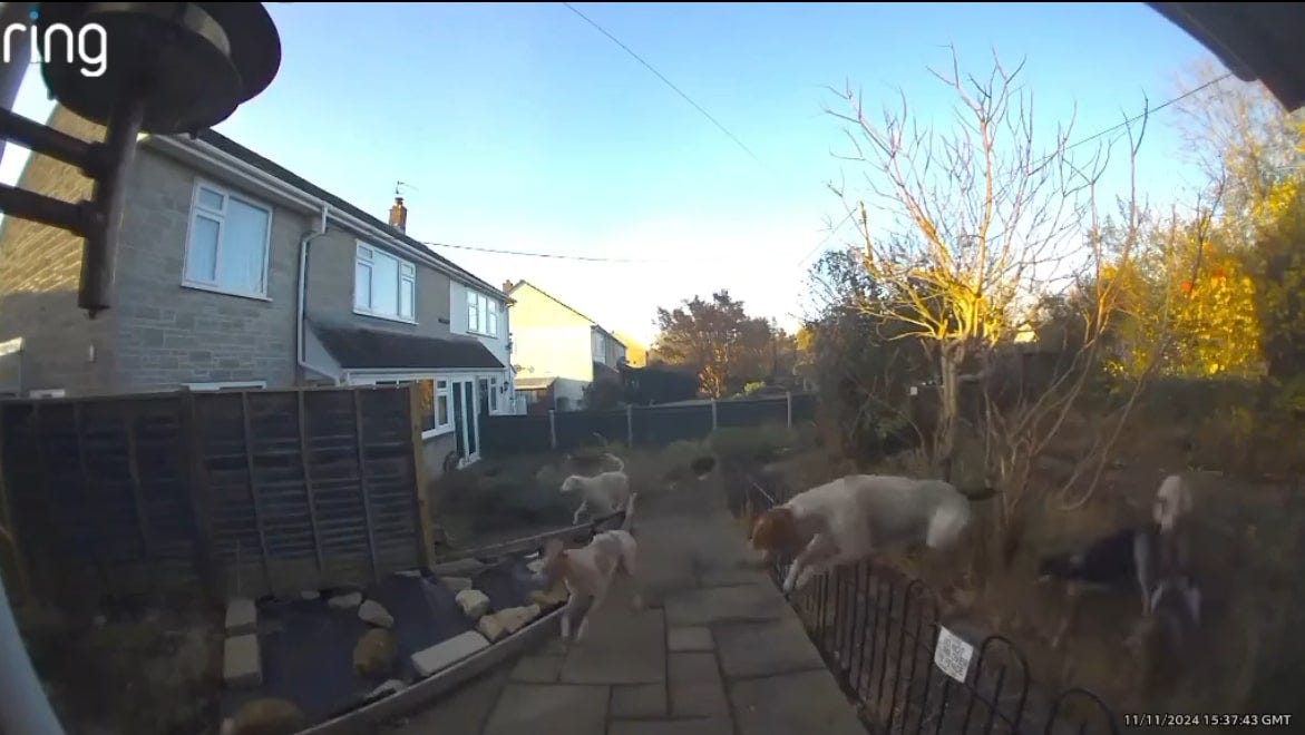 bsv hounds trespass and kill fox in garden