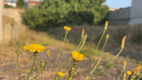 Gif of yellow flowers, close-up, swaying with the wind