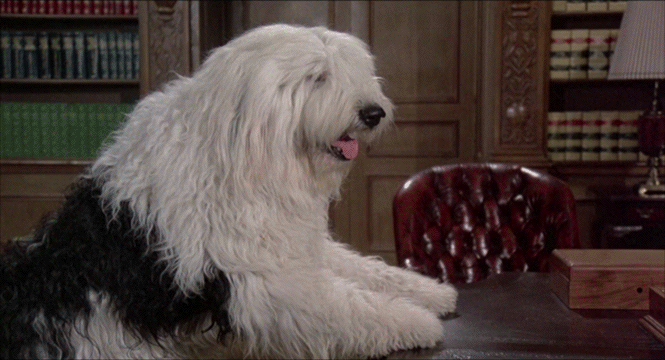 A dog punching Dick Van Patten in the face