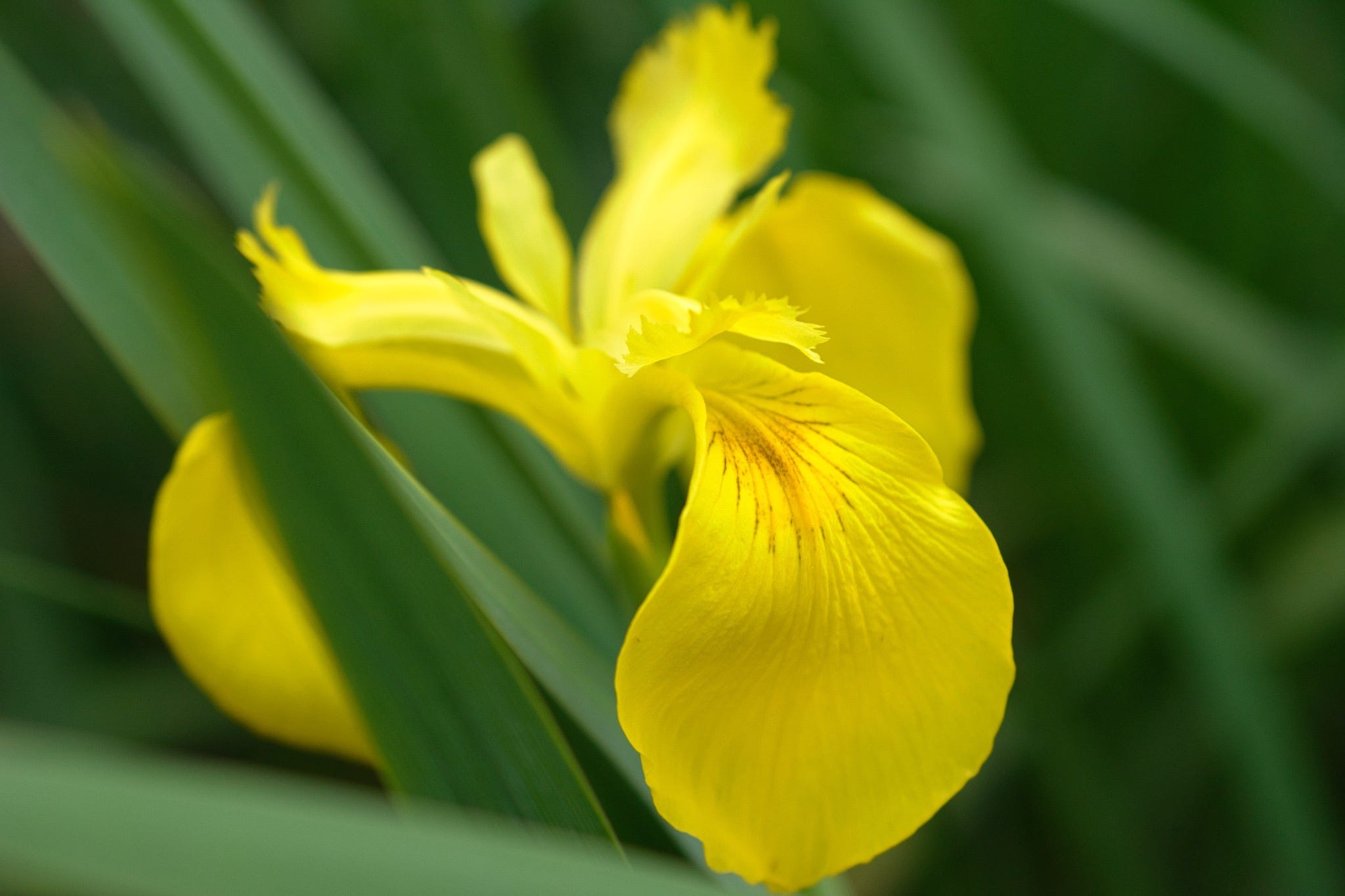 a closeup of a yellow iris bloom and fronds weith one petal in focus and the the rest slightly blurred