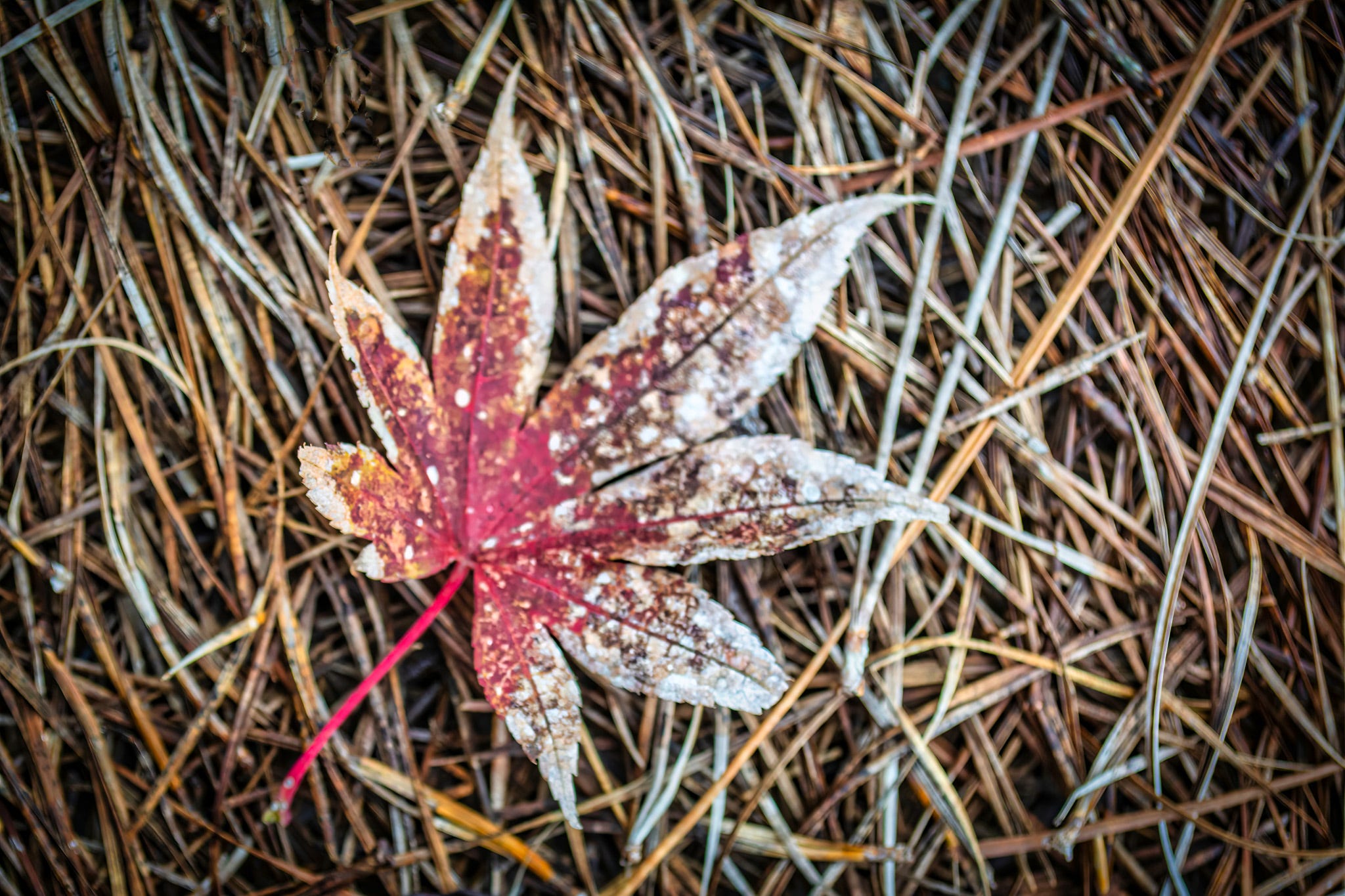 The edges of a single red oak leaf lying in a nest of pine needles have faded giving it a speckled effect.