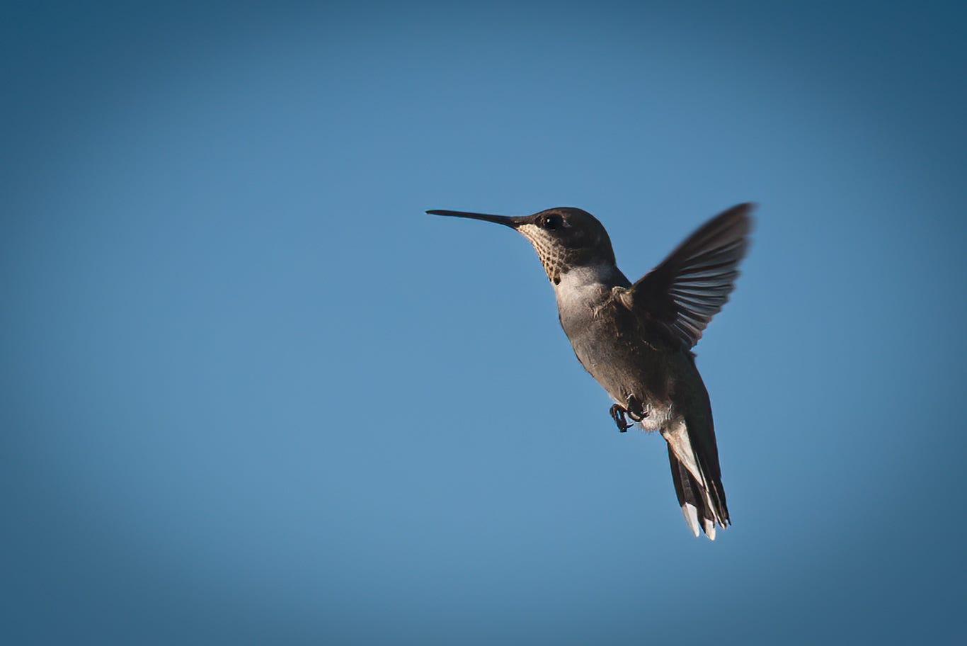 A  Rufous female hummingbird in flight against a blue sky