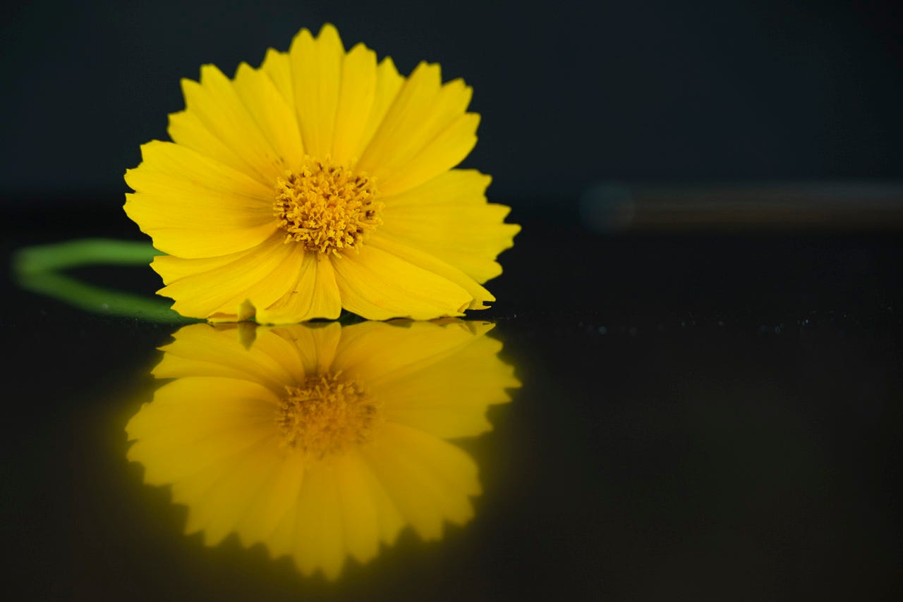 A single yellow Coreopsis with a green stem on a table and a reflection of the flower as it sits on the dark table and black background