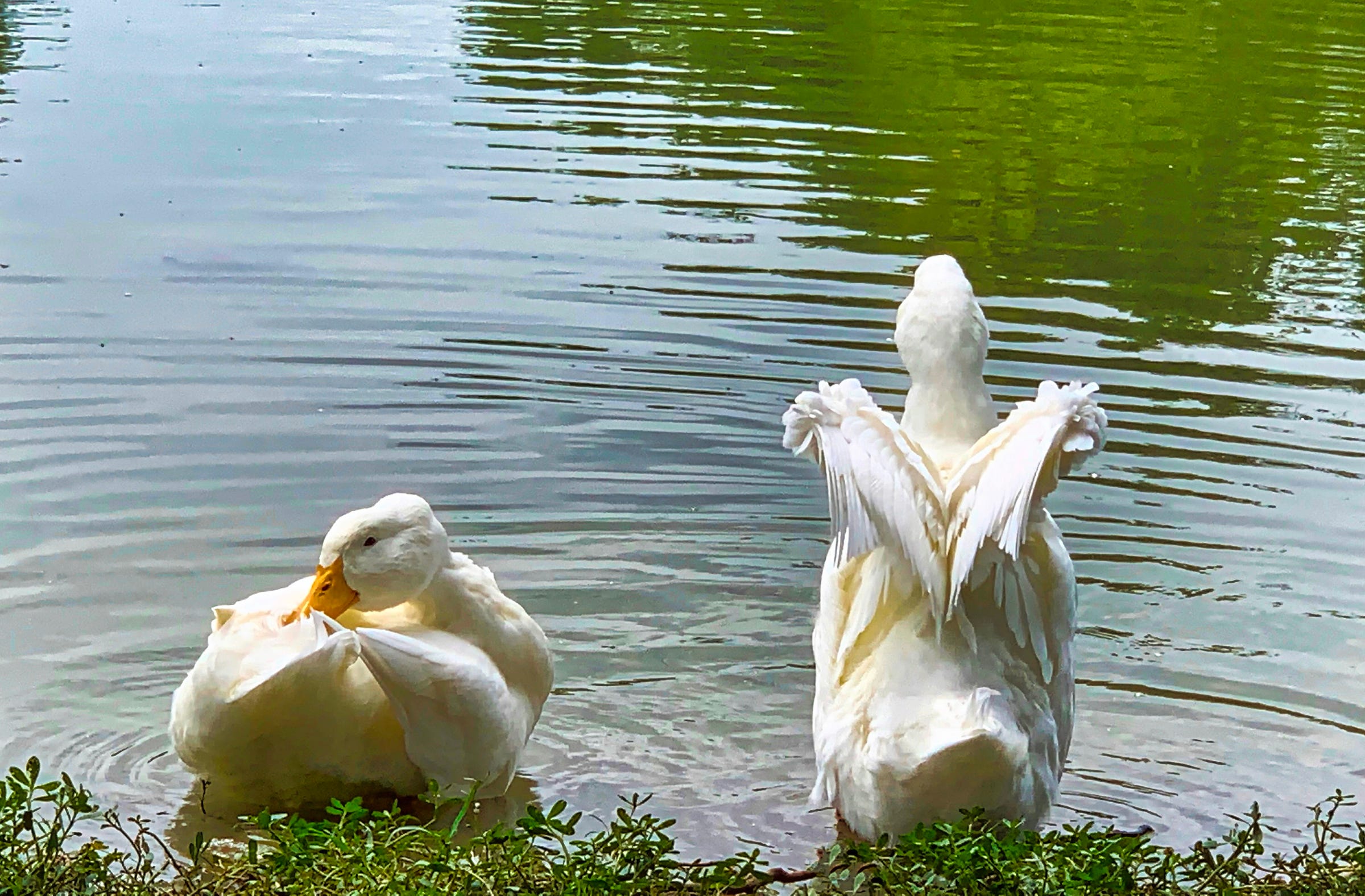 two white ducks in a pond with trees reflected the water; the duck on the left is preening feathers and facing the viewer; the duck on the right has his feathers lifted and faces the pond