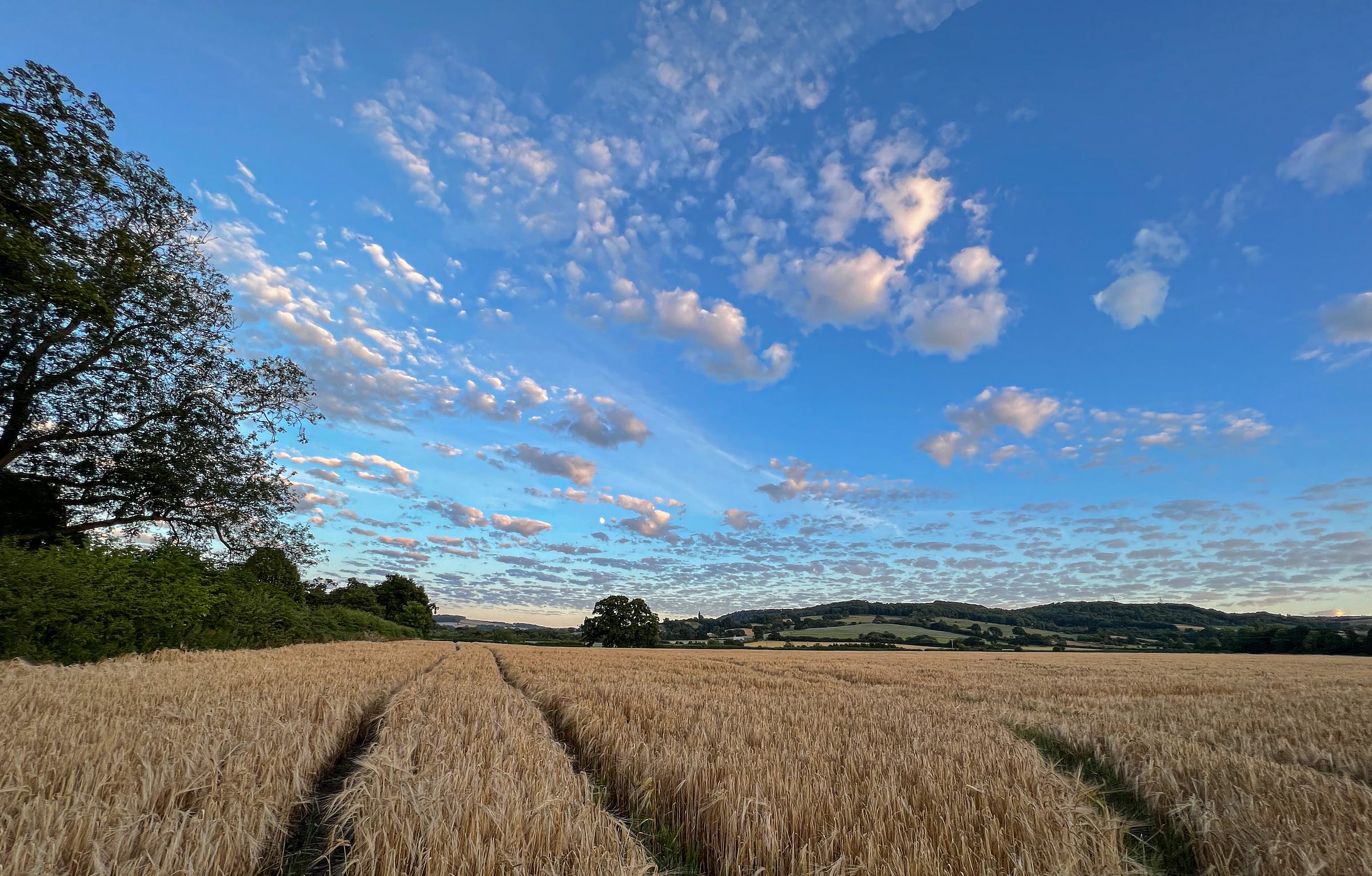 Rows of wheat in the foreground with a tree and bushes on the right, hills in the background, and bright blue sky with clouds 