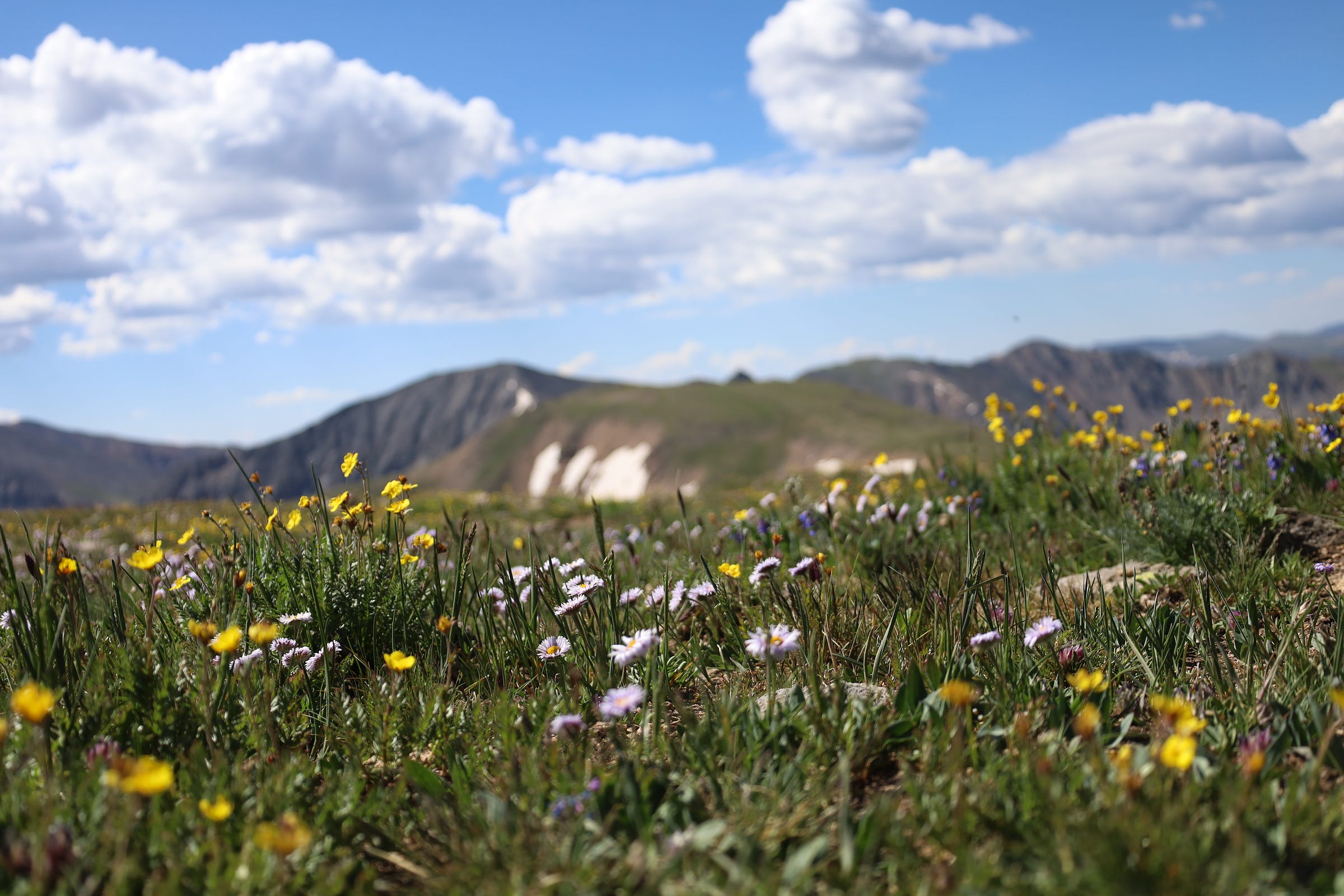 a field of mountain wildflowers with tall peaks and a cloudy sky in the background