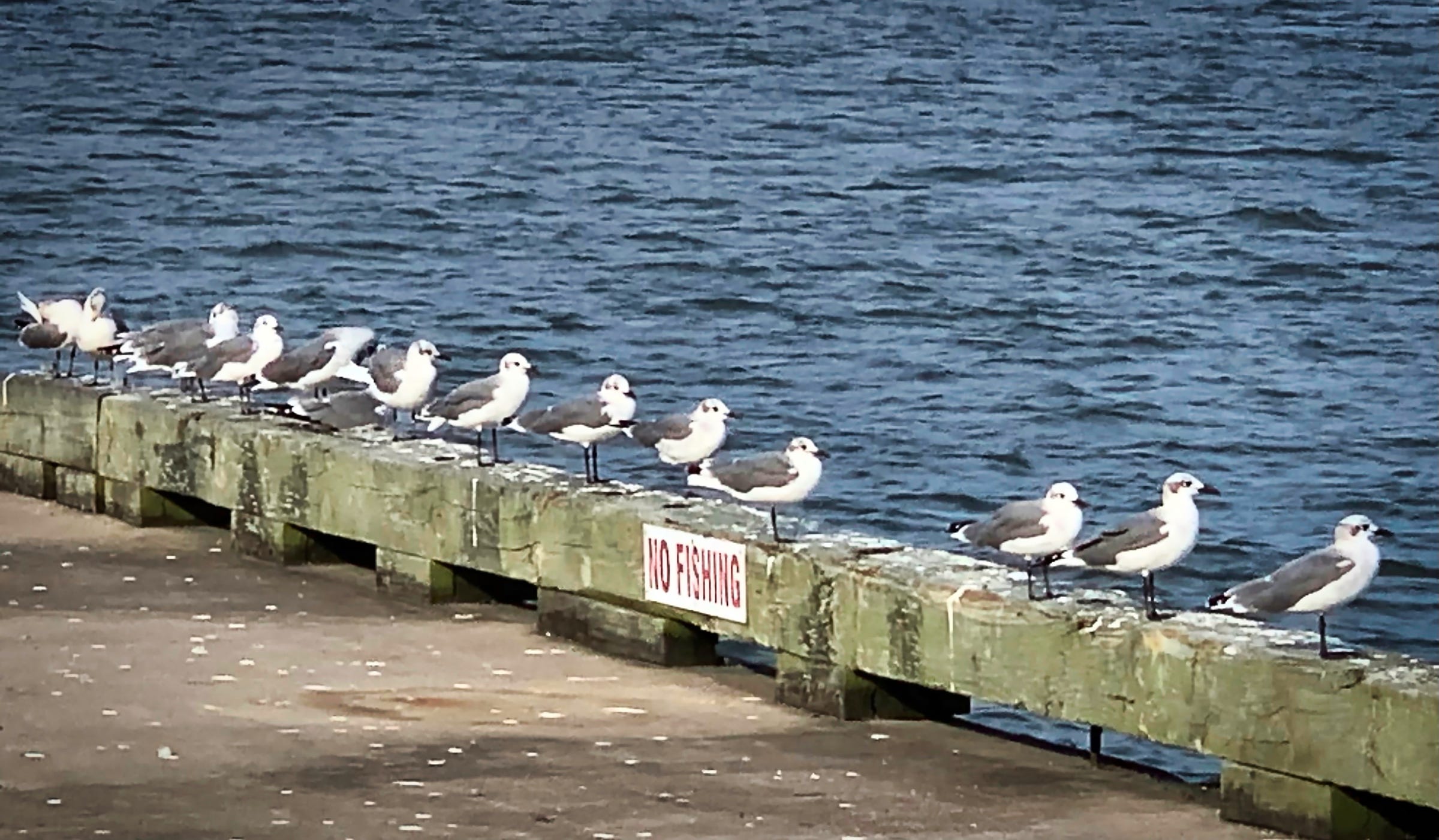 A row of 15 Laughing Gulls standing on the edge of a pier looking in the same directions with a sign posted, No Fishing.”
