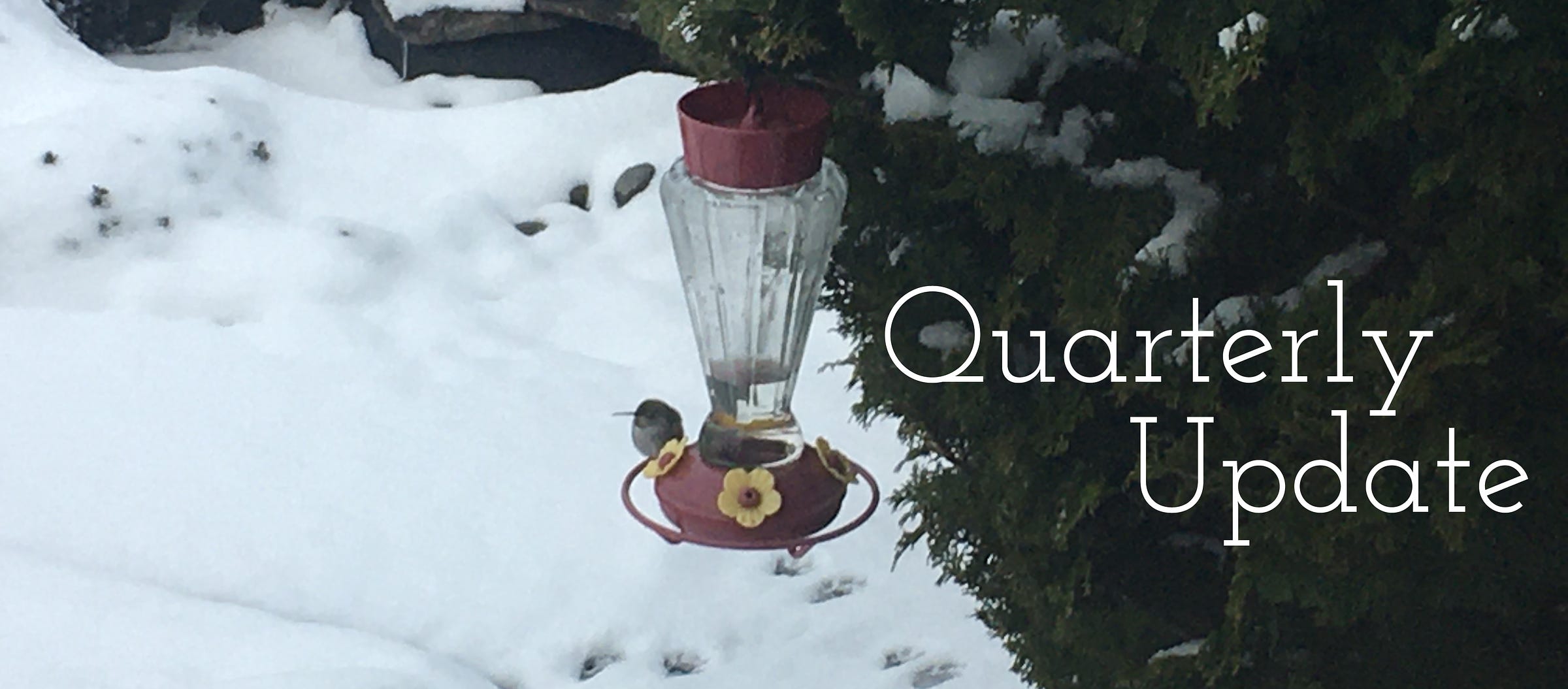 Photo of a fluffed up little hummingborb sitting on a feeder hanging from a bushy tree after a heavy snowfall