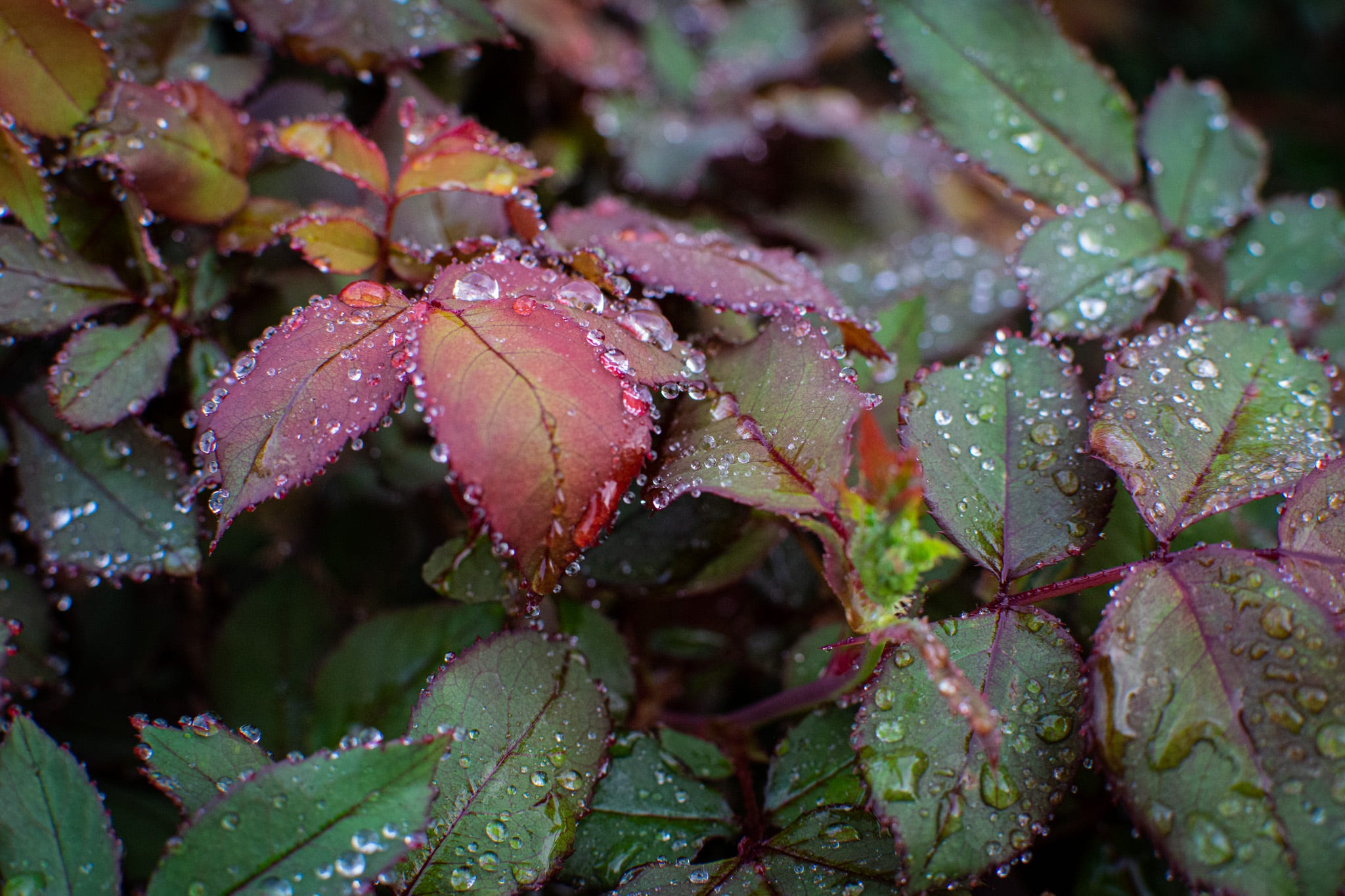 rose bush leaves, red and green with drops of water clinging to the sides and over the leaves