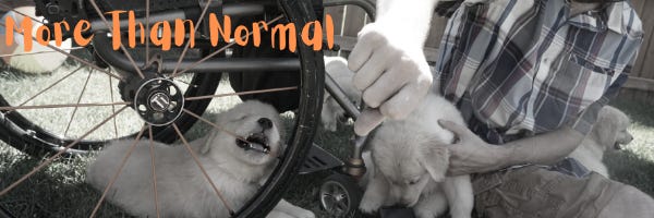 A golden retriever puppy chews on a wheelchair's orange spoke while other puppies frolic around a man sitting on the ground trying to get the chewing puppy's attention with a fist held in front of it. "More Than Normal" is in the top left corner of the photo in orange letters.