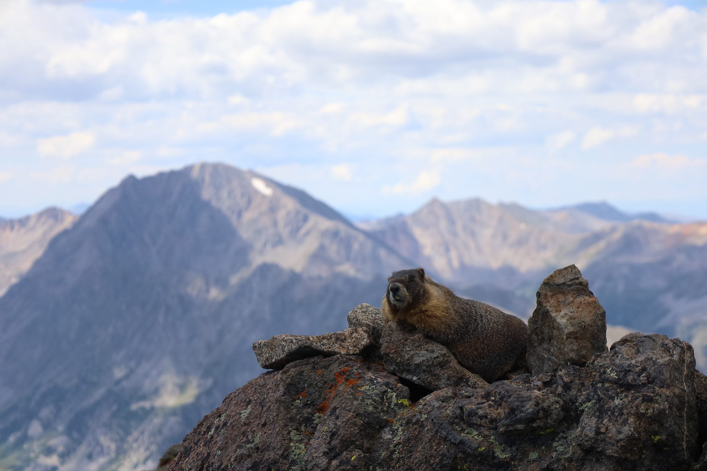 a marmot sits on a rock with mountains in the background