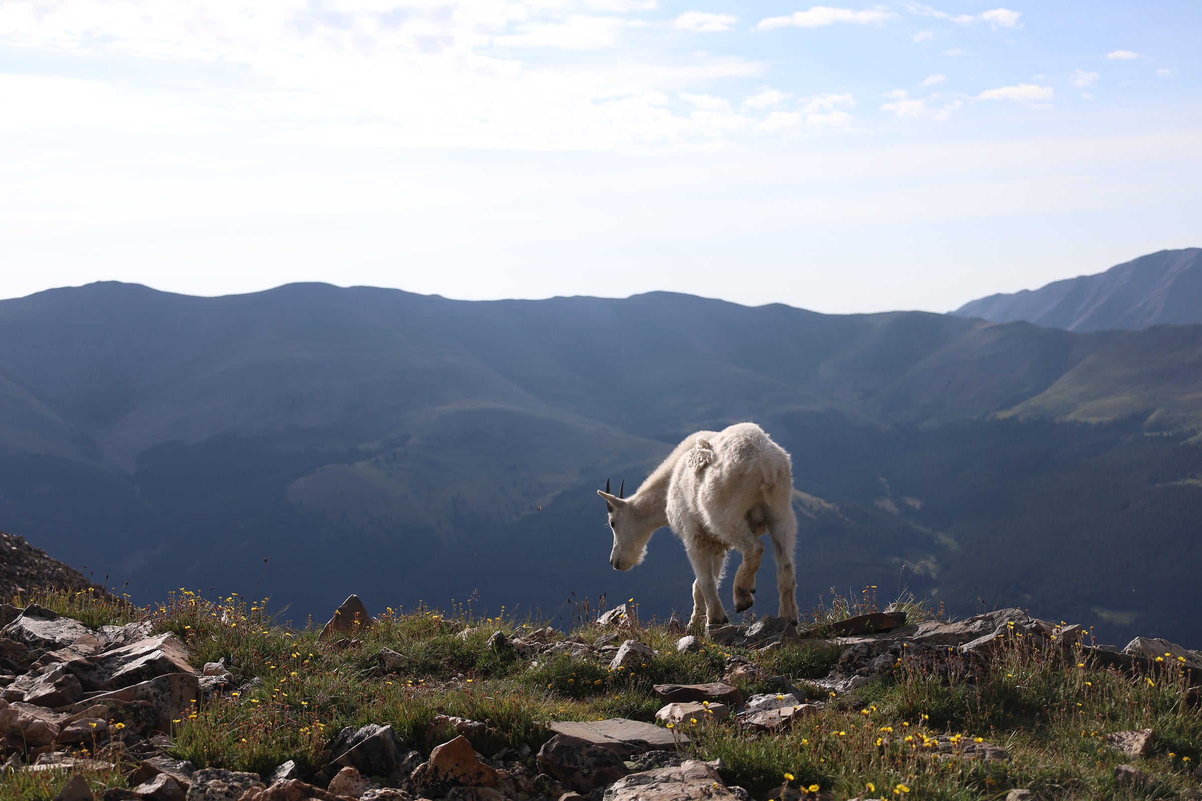 a goat near the ridgeline on Quandary