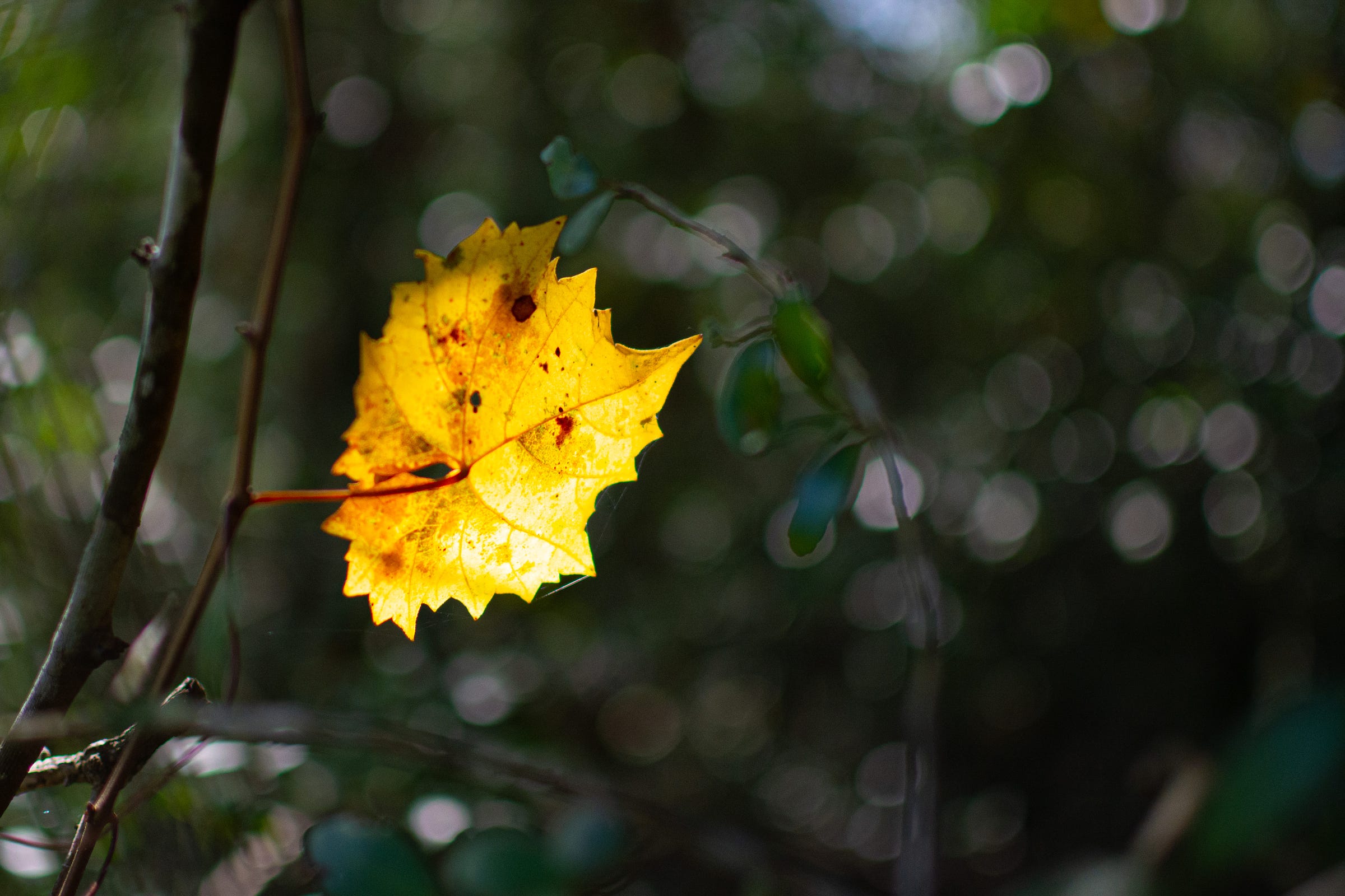 A bright yellow leaf stands out against the blurred background of the tree limbs that create a bokeh f green color 