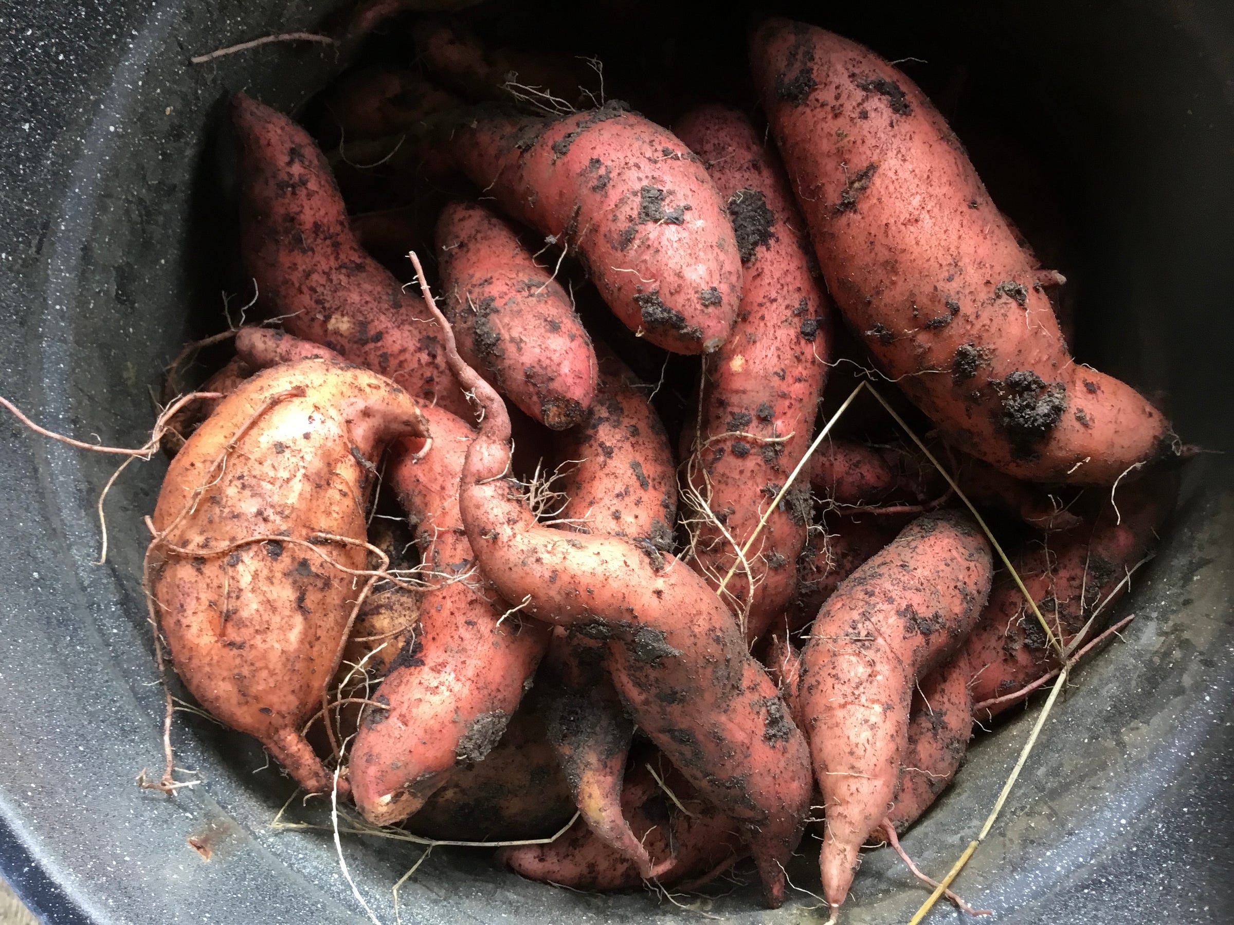 Sweet potato harvest. Photo by Collette Greystone