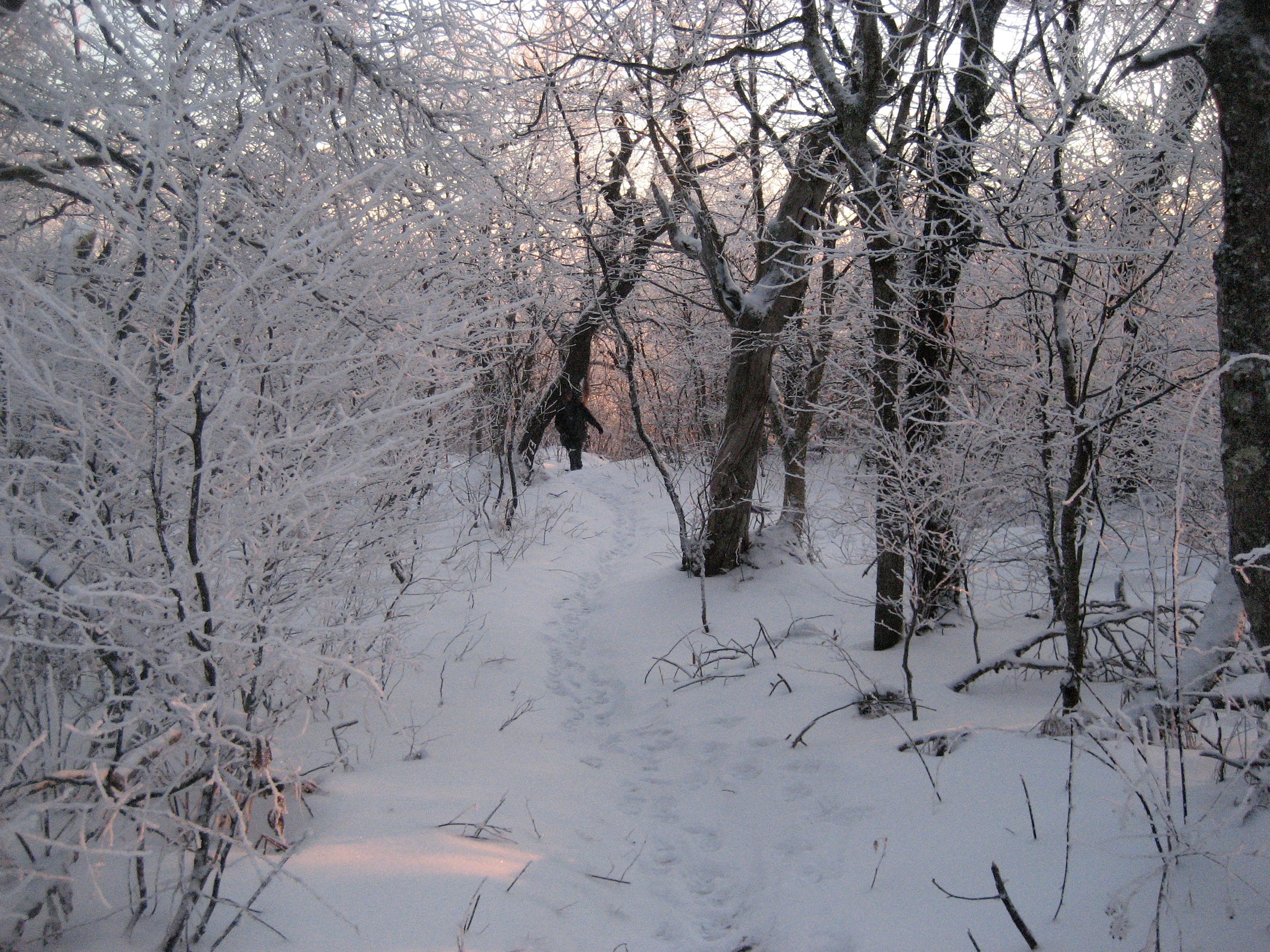 the millbrook ridge trail, winding through the frozen forest