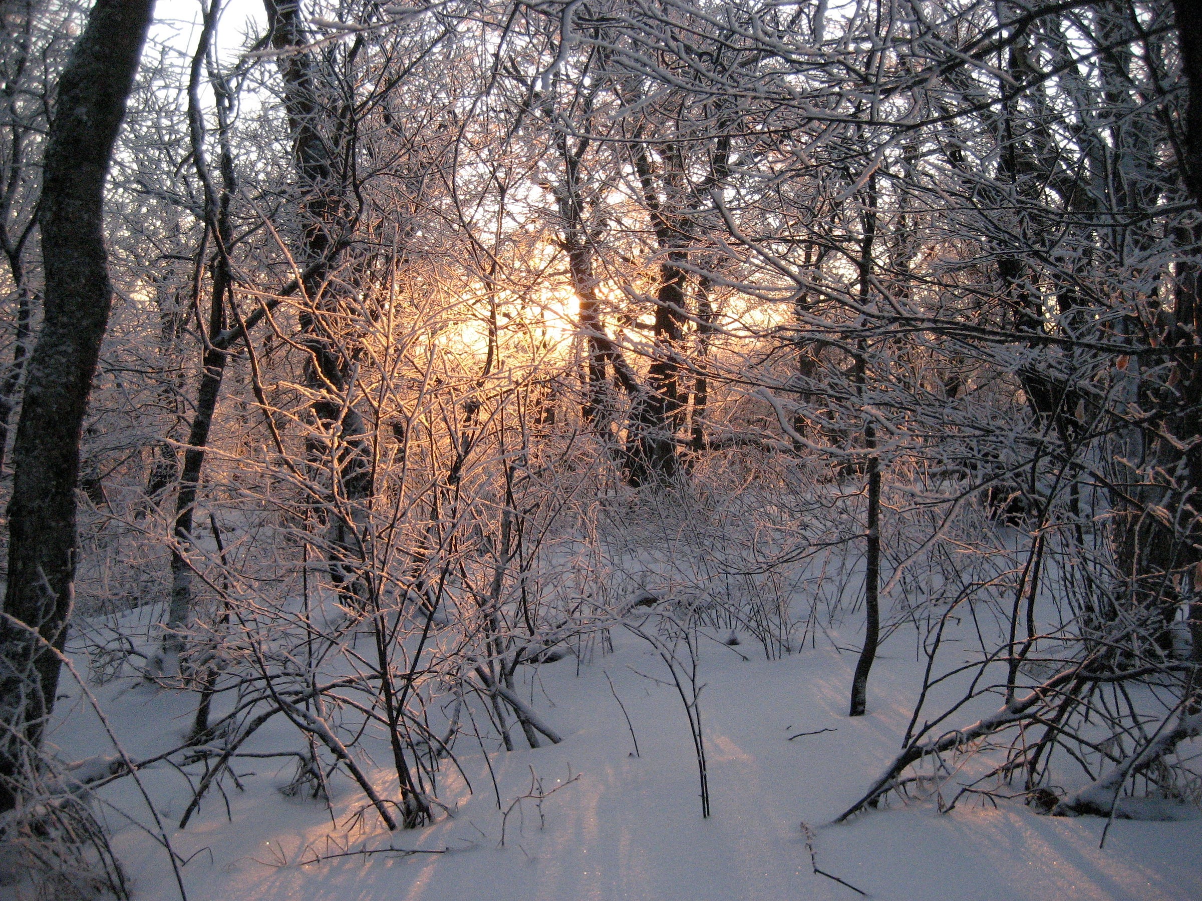 the sun sets, beyond a forest encased in ice