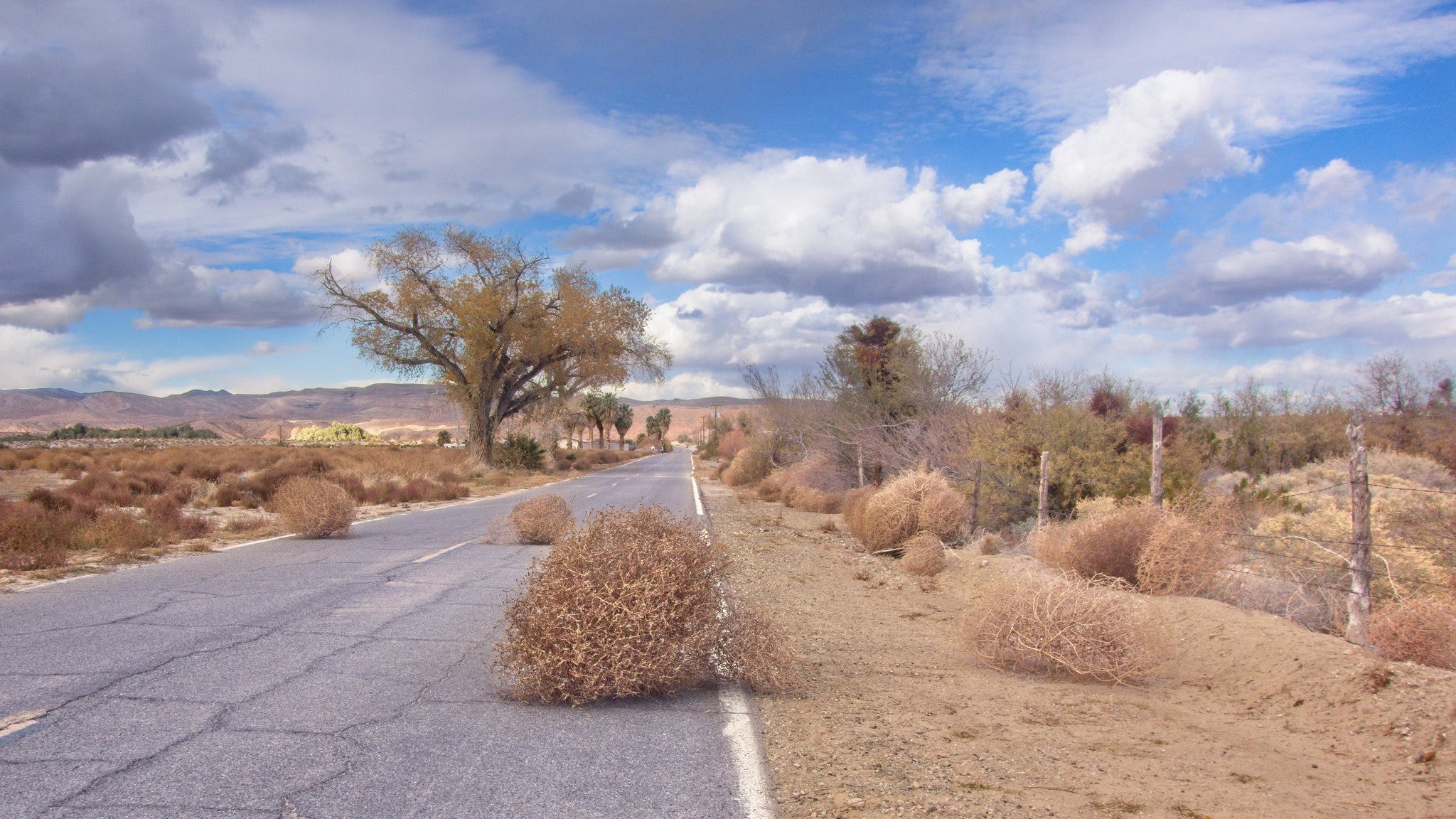 Desert road with tumbleweeds