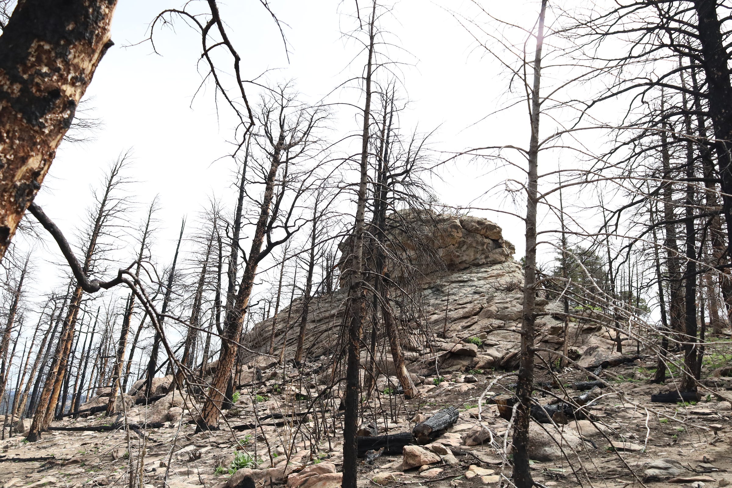 a large rock, rising from the middle of a burn scar