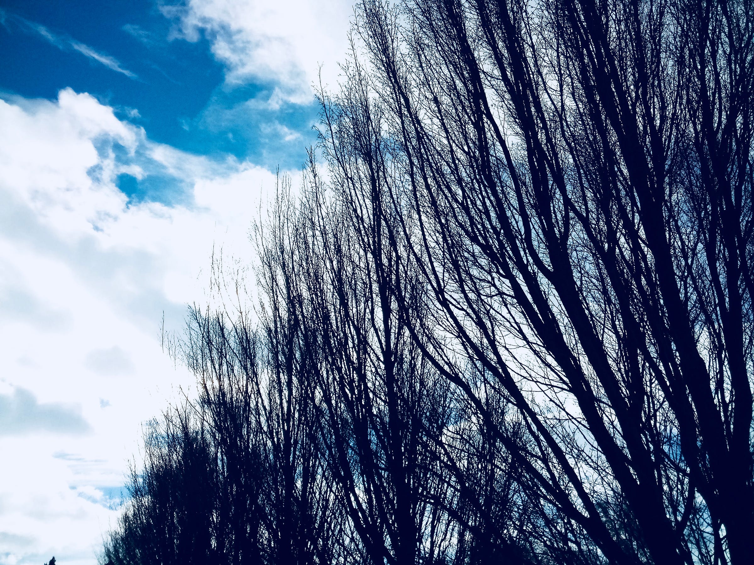 Blue sky, clouds, tree branches