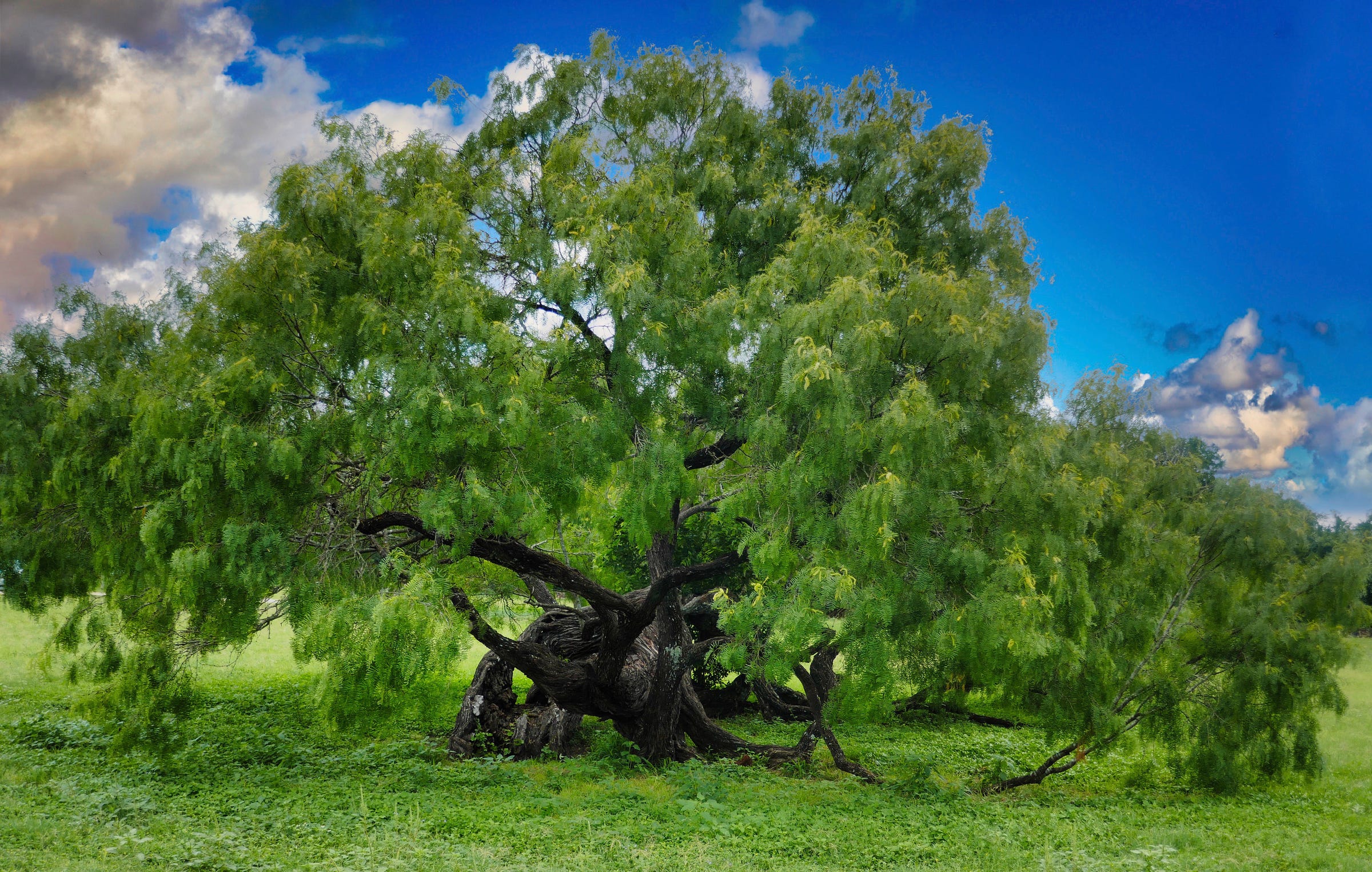 A large tree with branchesa nd trunk touching the groundwith leaves that seem to be dancing in the wind against the same green of the field with a blue sky and clouds in the background.