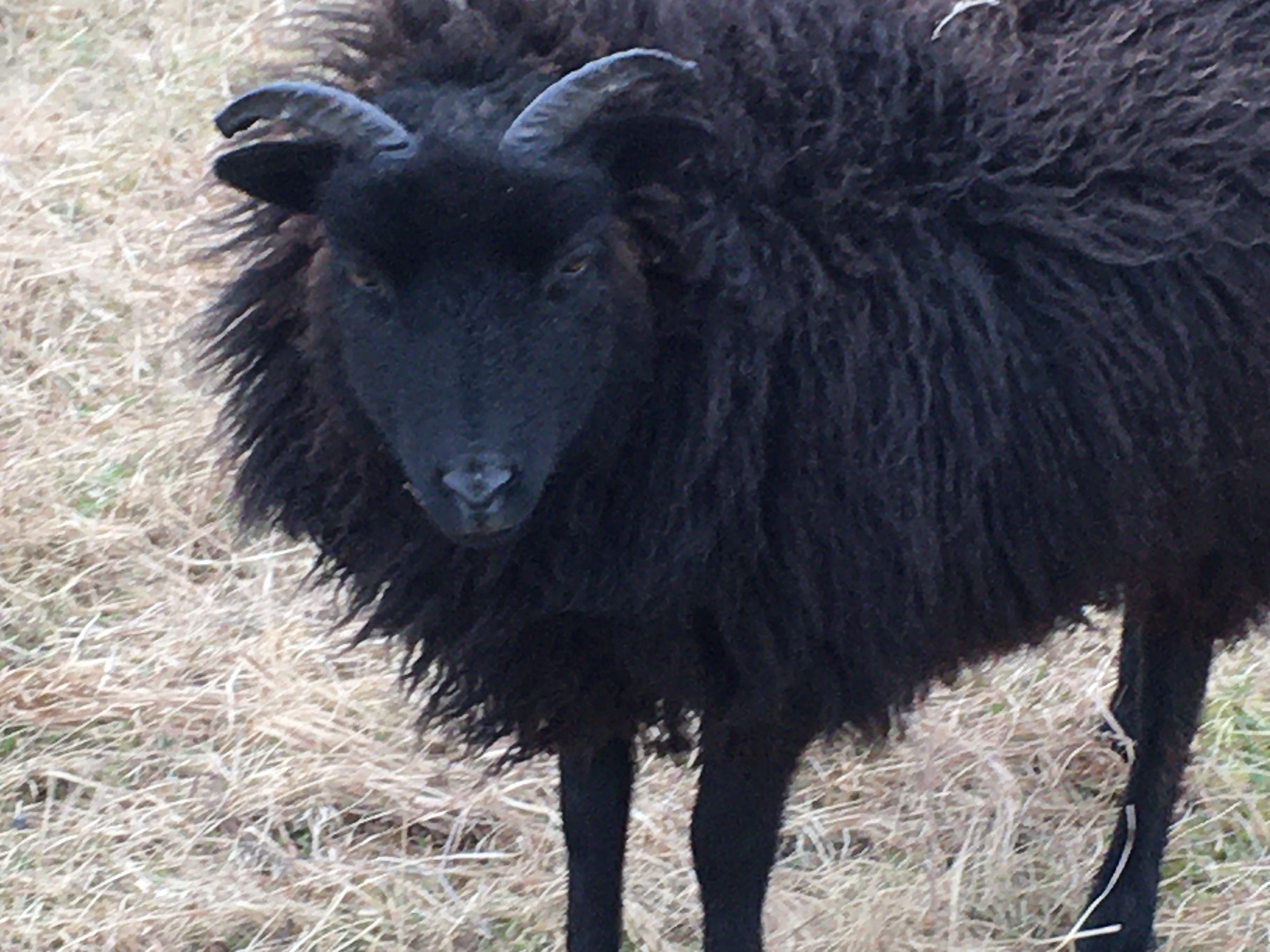 black Hebridean sheep