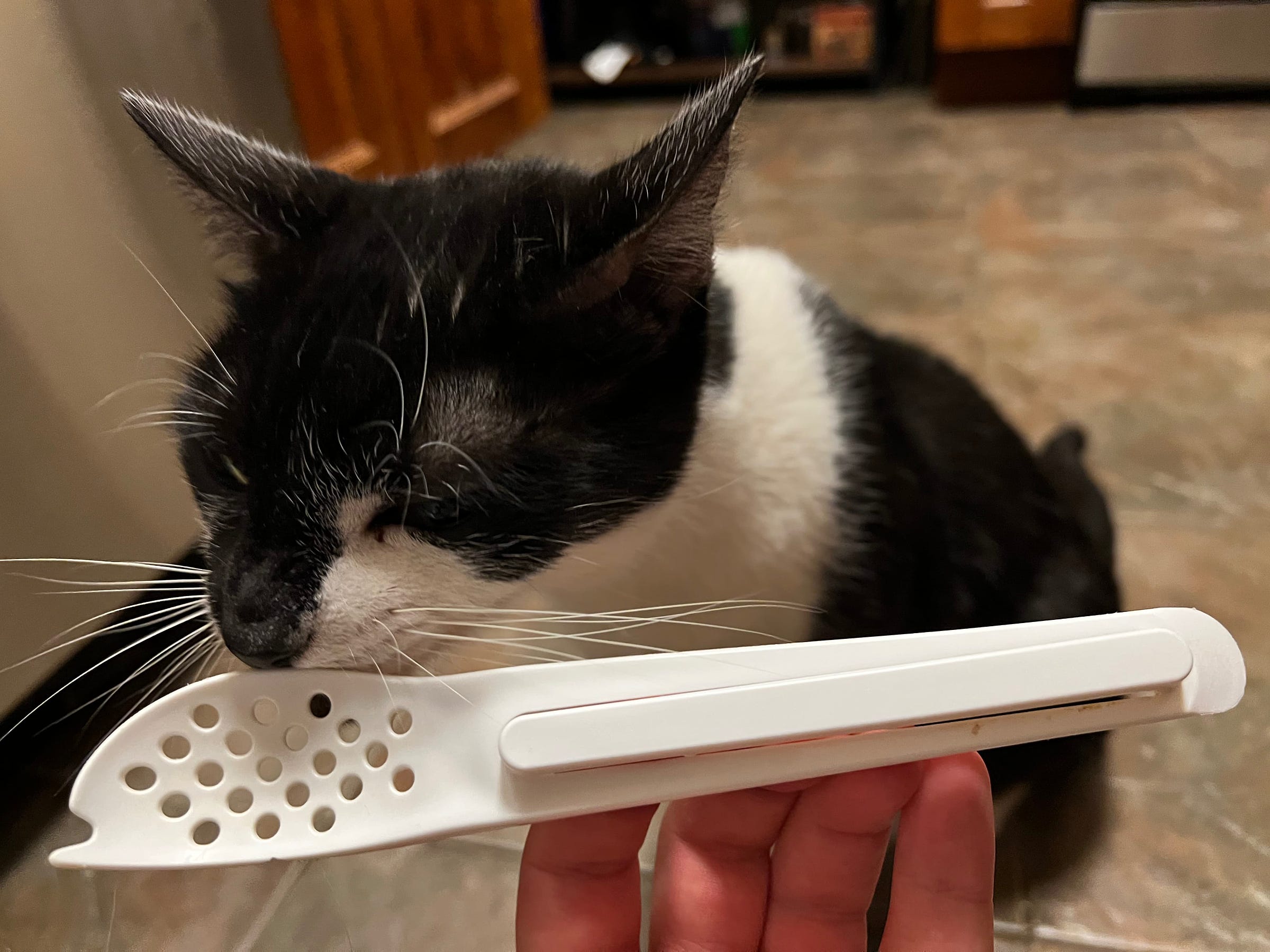 Cat sniffs a canned tuna spoon.