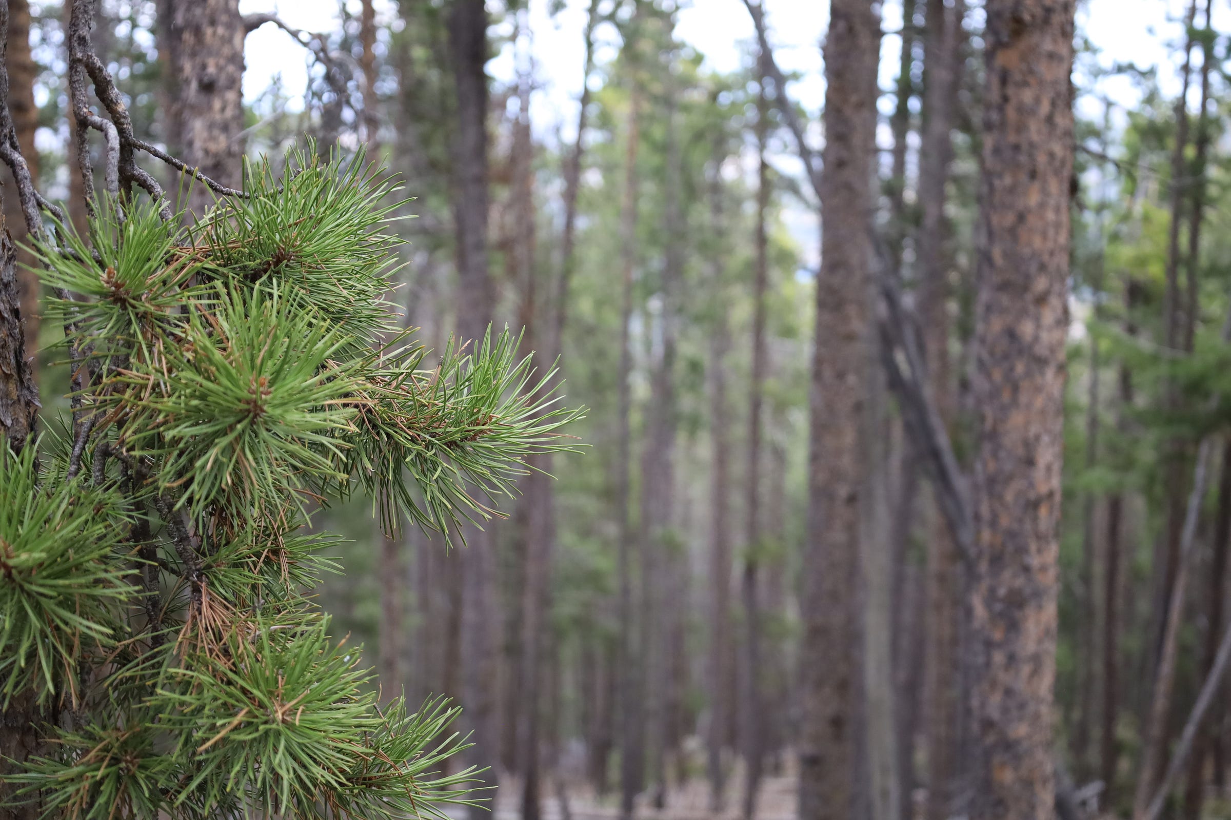 a cluster of pine needles sprout from the trunk of a ponderosa pine. In the background, there is a sprawling forest of tall pine trees, out of focus