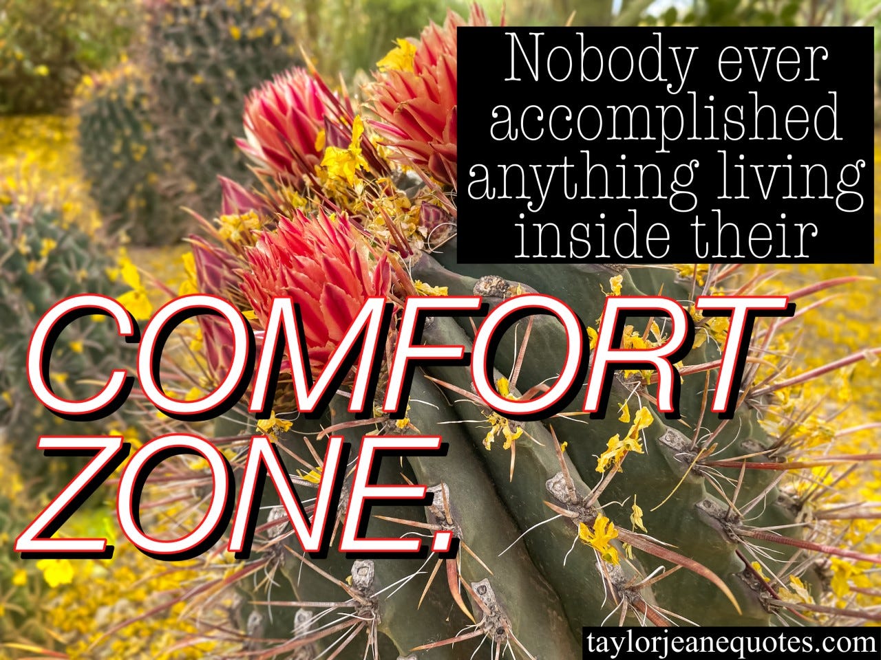 taylor jeane quotes, taylor jeane, taylor wilson, quote of the day email subscription free, daily quotes for motivation, inspirational quotes, motivational quotes, comfort zone quotes, out of your comfort zone quotes, push yourself quotes, accomplishment quotes, goal quotes, cactus with coral flowers, life quotes