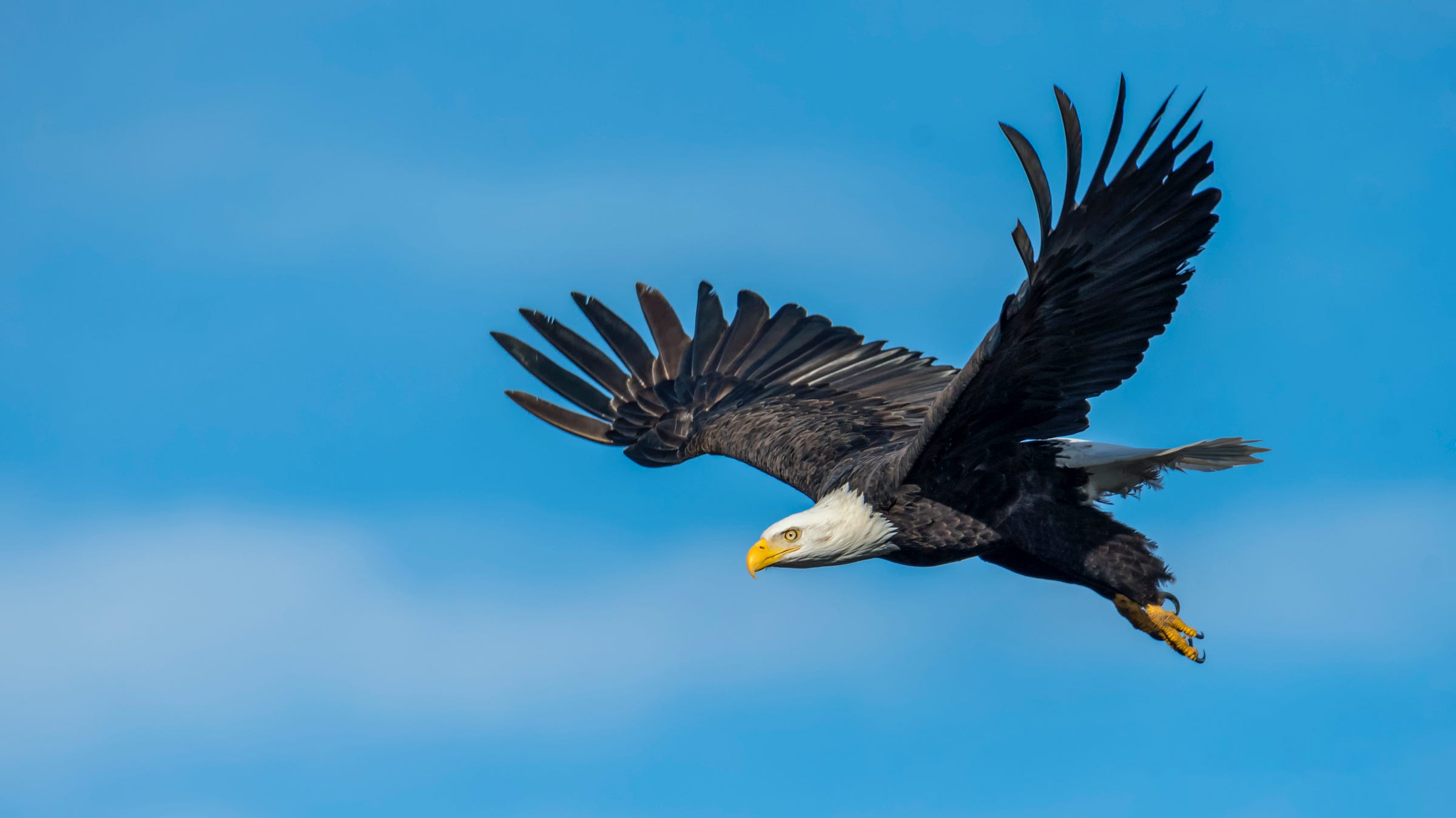 Eagle Flying Photos, Download Free Eagle Flying Stock Photos & HD Images