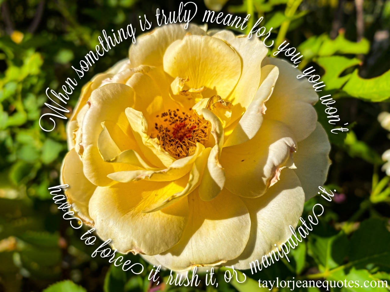taylor jeane quotes, taylor jeane, taylor wilson, meaningful quotes, purpose quotes, motivational quotes, inspirational quotes, quote of the day, uplifting quote of the day, purpose quotes, yellow rose, trust quotes, life quotes, trust in life quotes, path quotes, phoenix botanical gardens