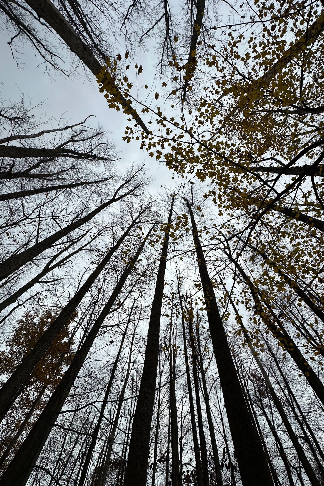 Looking up view of tall trees

Description automatically generated