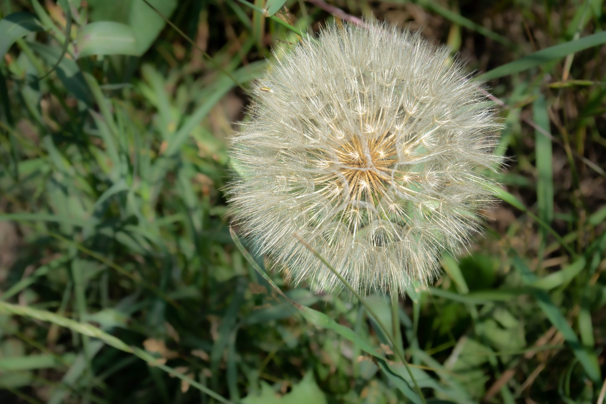 A dandelion seed pod against the grass