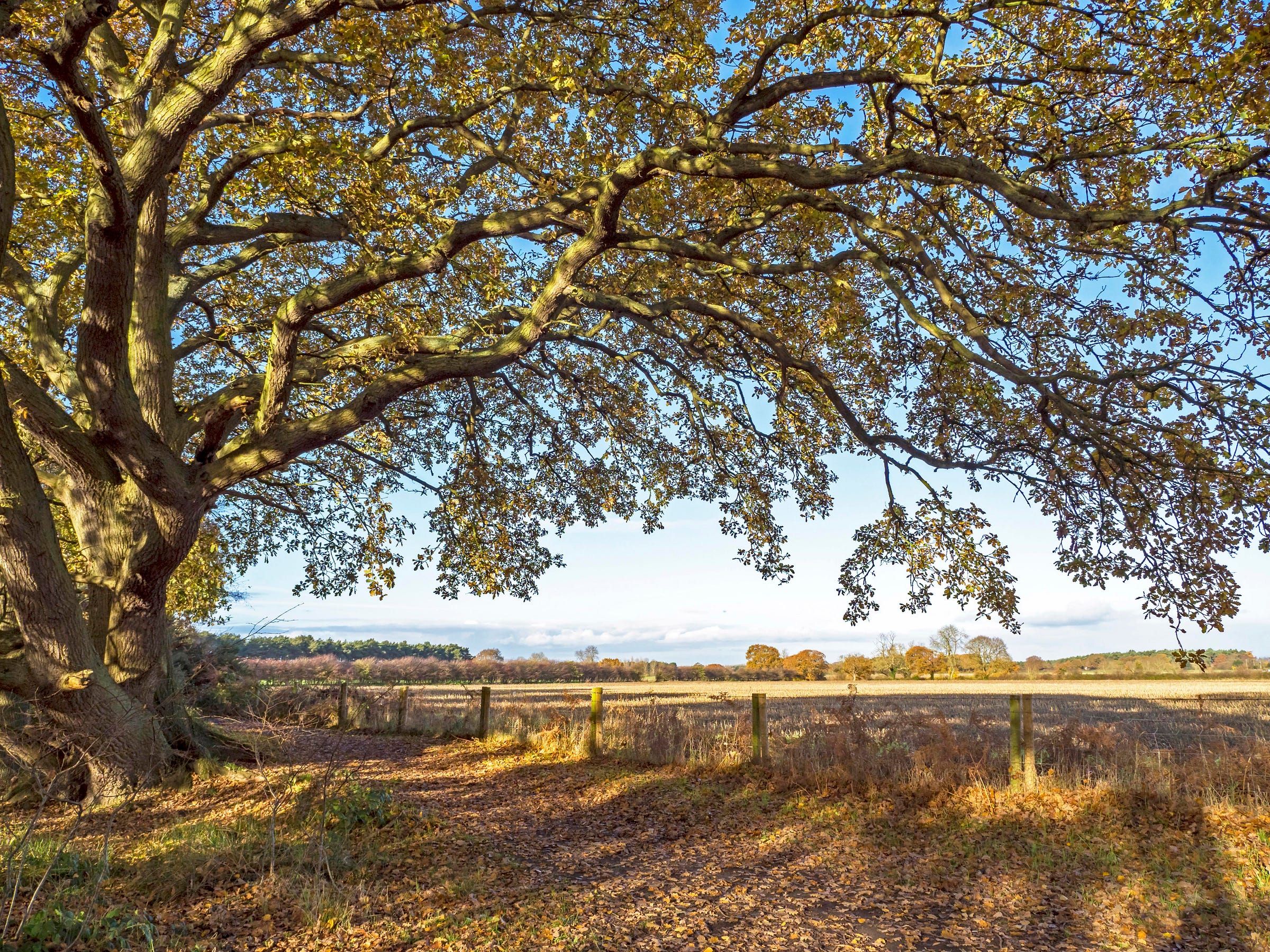 Photograph taken below the huge spreading branches of an old oak tree with autumn foliage. A blue sky can be seen through the foliage, and there dappled sunlight below.  There is a view out to open fields and hedgerows.