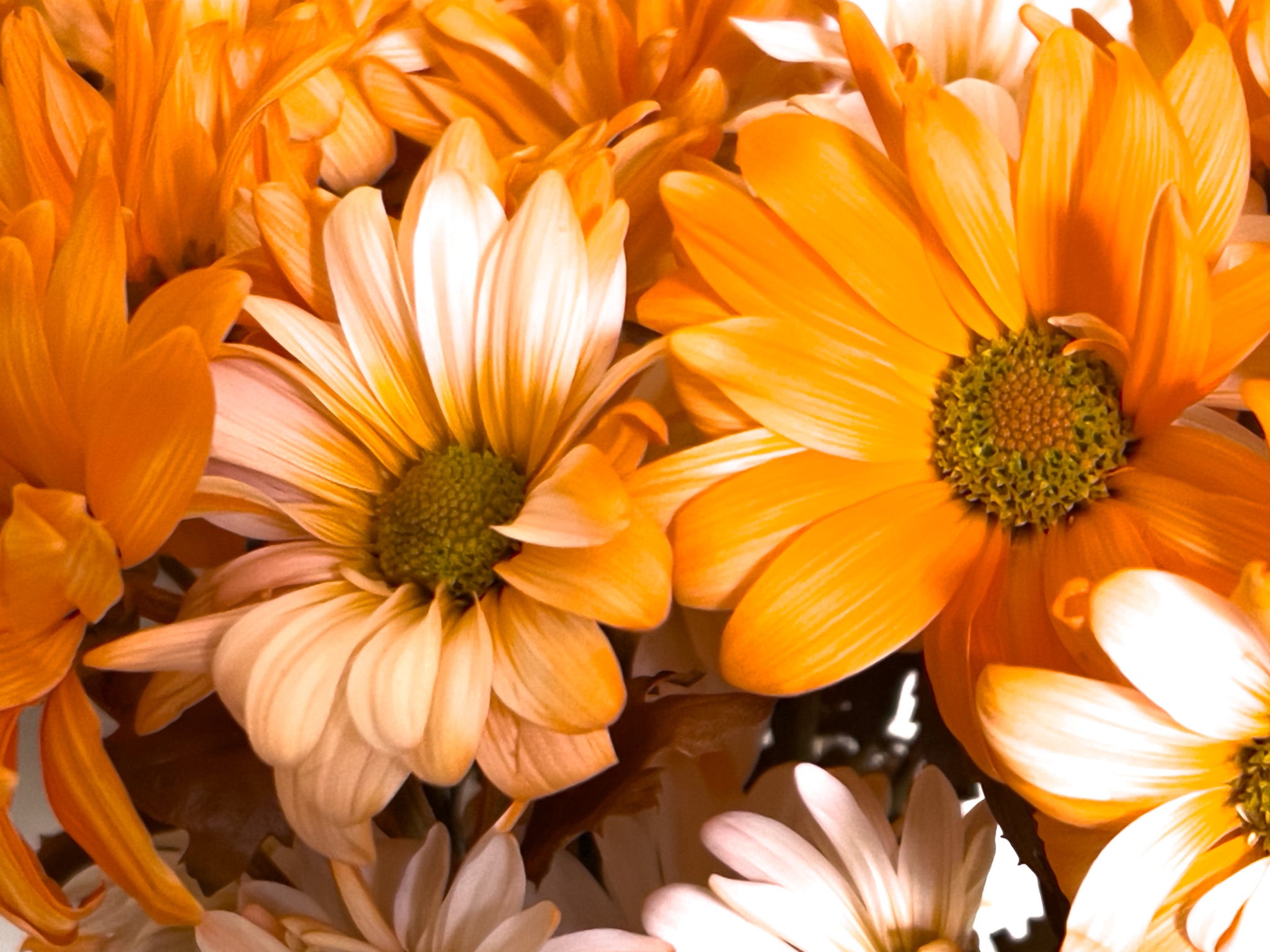 Orange flowers clustered in a bouquet with the sunlight shining through and among the petals