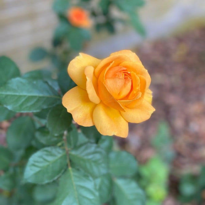 Yellow Rose in bloom, Good-as-Gold Rose Hybrid Tea Rose, My Forever Son, About My Forever Son