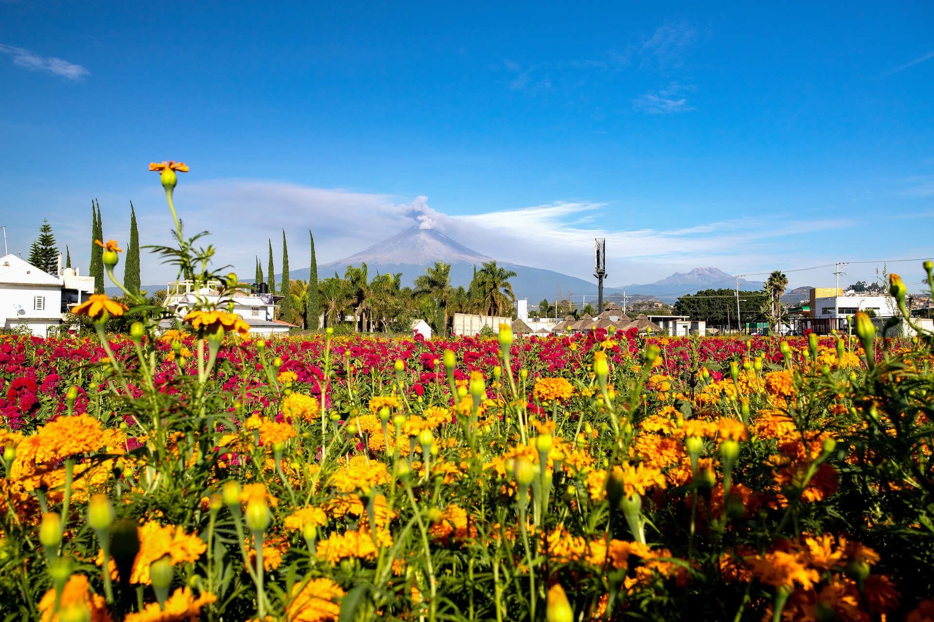 Cempasúchil fields around the Popocatépetl Volcano. (Photo: Václav Lang)