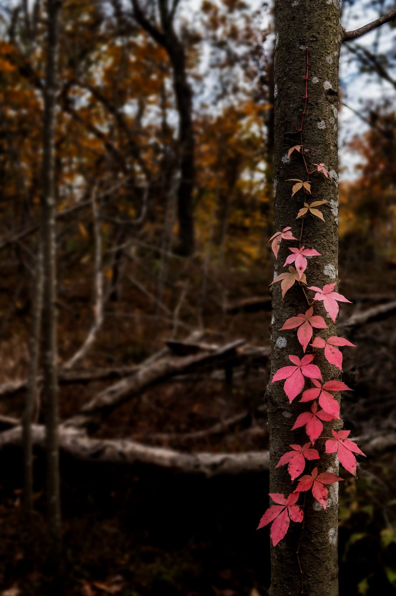 A close-up of a tree trunk

Description automatically generated