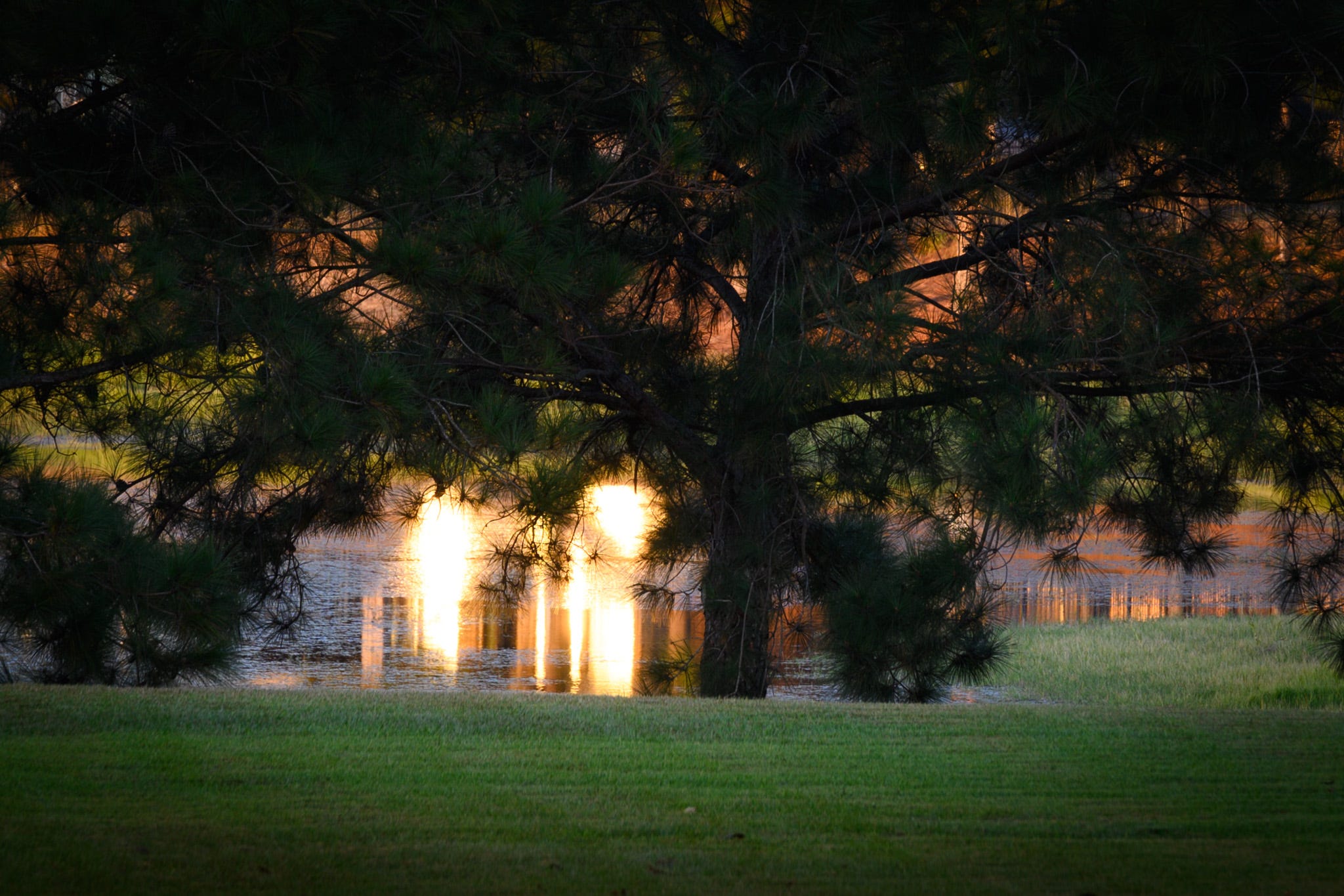 A view of a lake with pine trees in the foreground and the reflection of the sunrise in the water