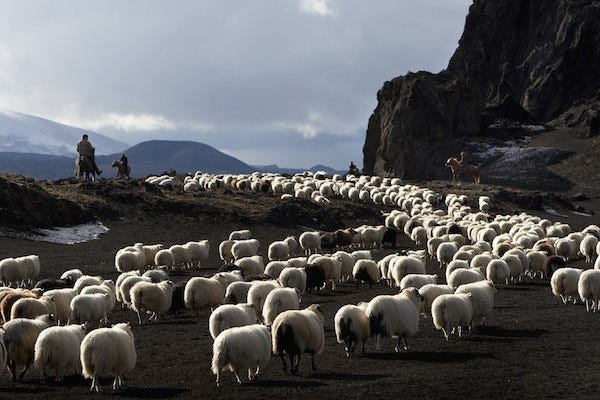 Photo of Icelandic sheep being herded by shepherds on ponyback