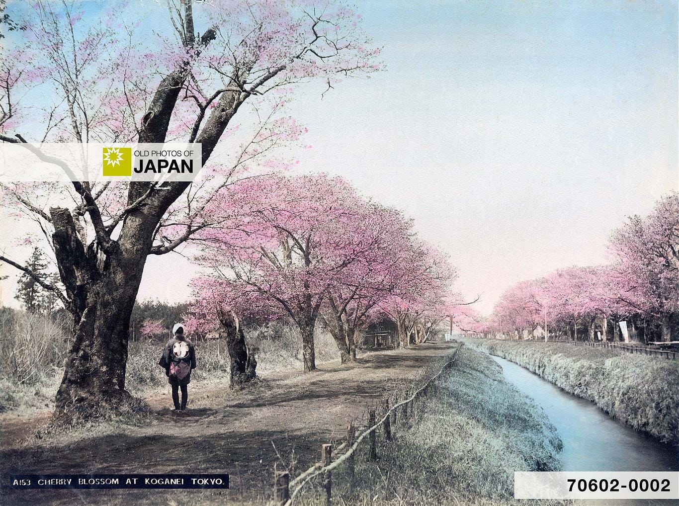 Cherry blossom along the Tamagawa Jōsui in Koganei, ca. 1890s