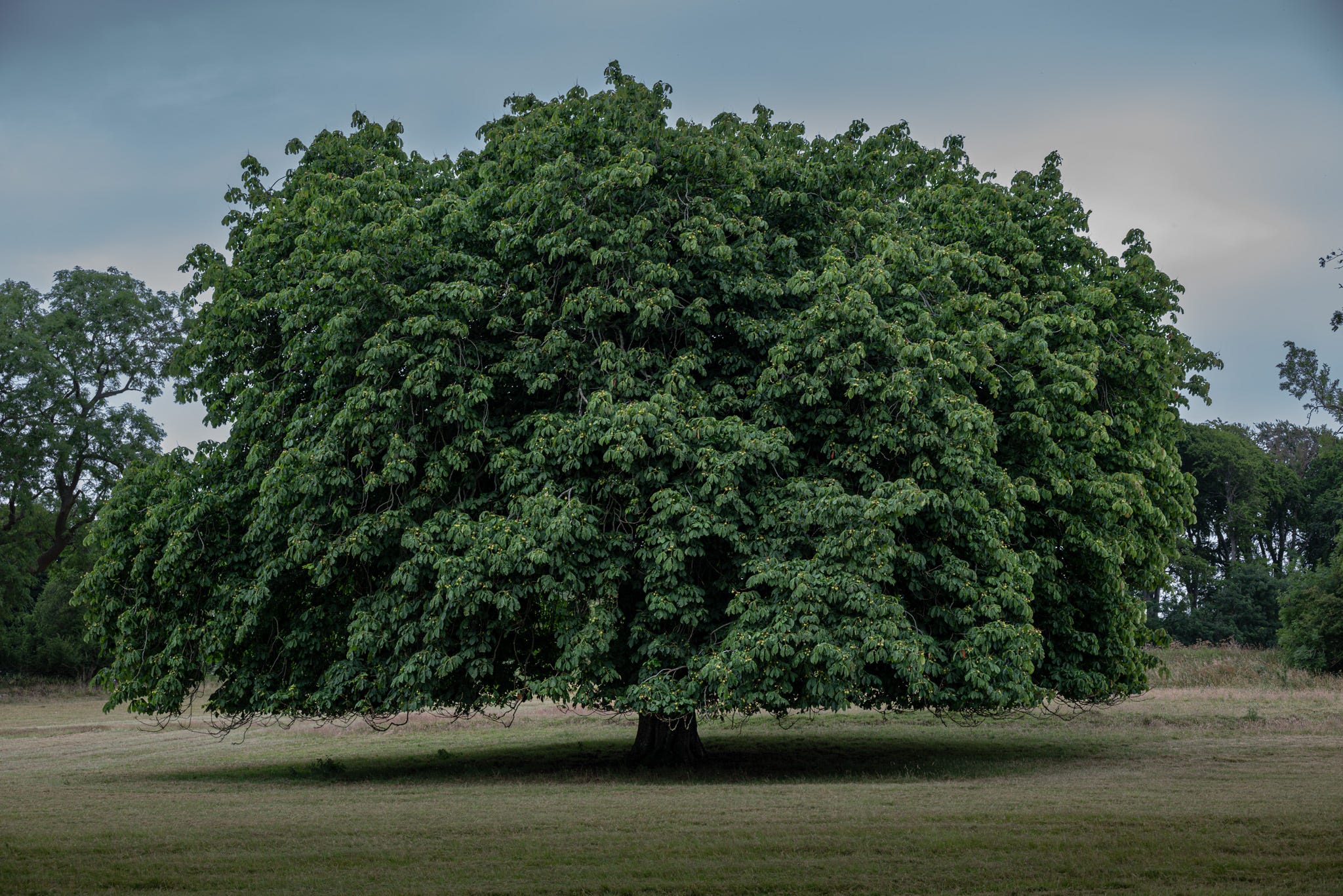 A single oak tree stands in a field with heavy branches reaching well beyond the strong trunk thick with green leaves