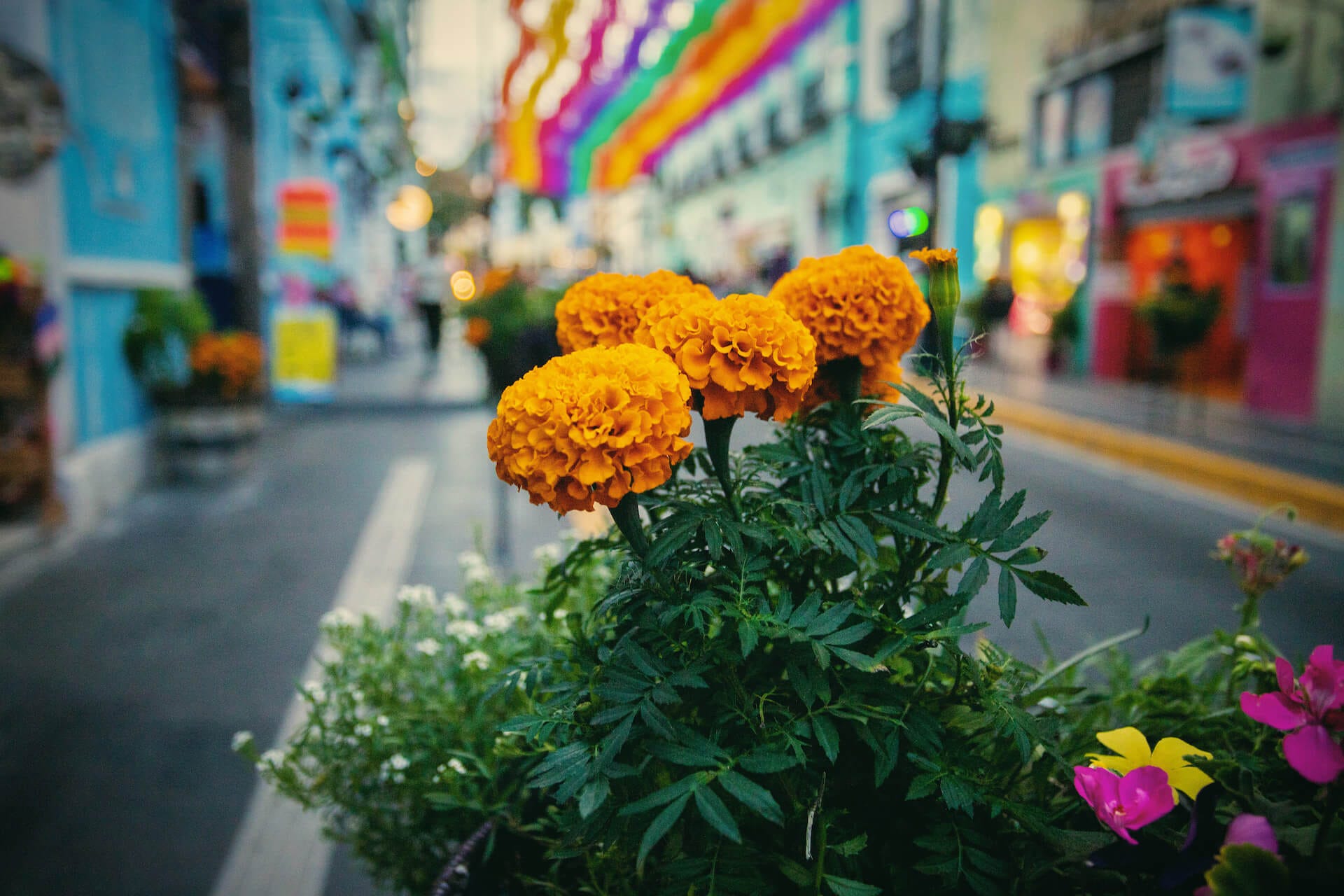 Cempasúchil, the flower of dead, installed on the streets of atlixco, puebla. 