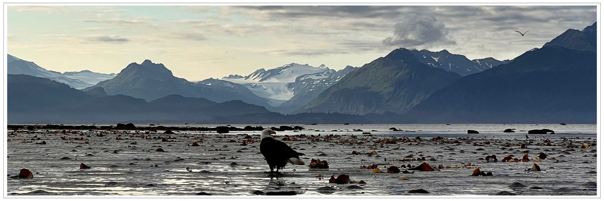 eagle feeding at the shore, glacier in distance