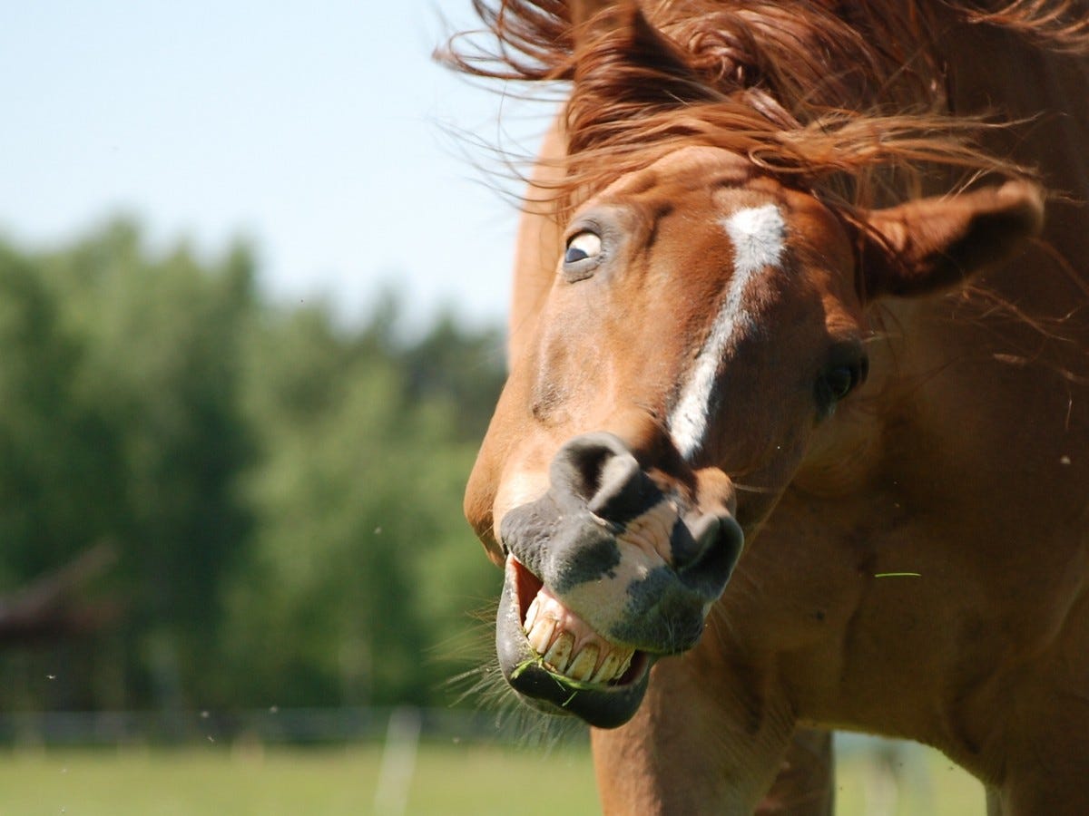 traffic, pet, pasture, horse, mammal, stallion, mane, fun, vertebrate, funny, mare, teeth, foal, konik, the horse, the mane, the dynamics of, horse like mammal, mustang horse, stupid mina