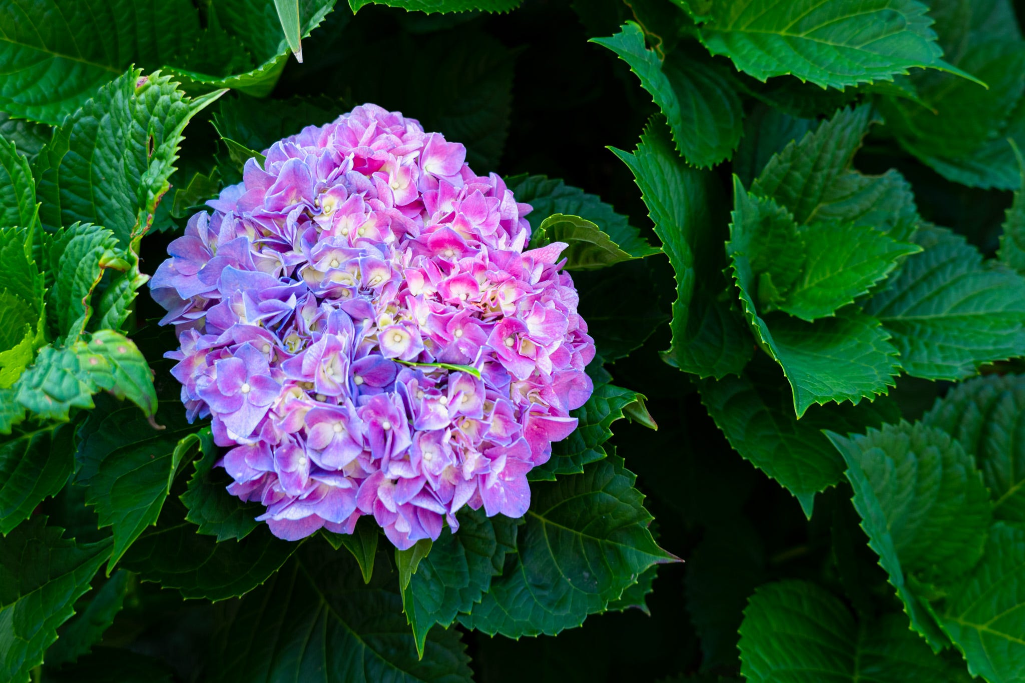 A large pink and blue-tinged hydrangea blossom against the dark green leaves of the plant.