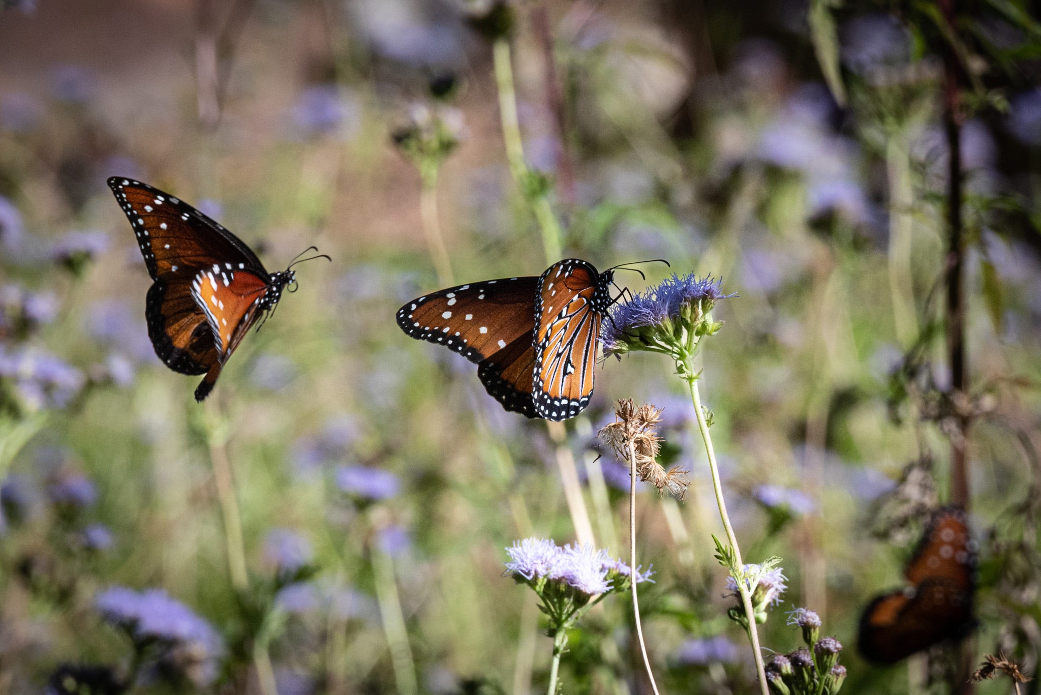 Two Monarch butterflies in a field of purple wildflowers