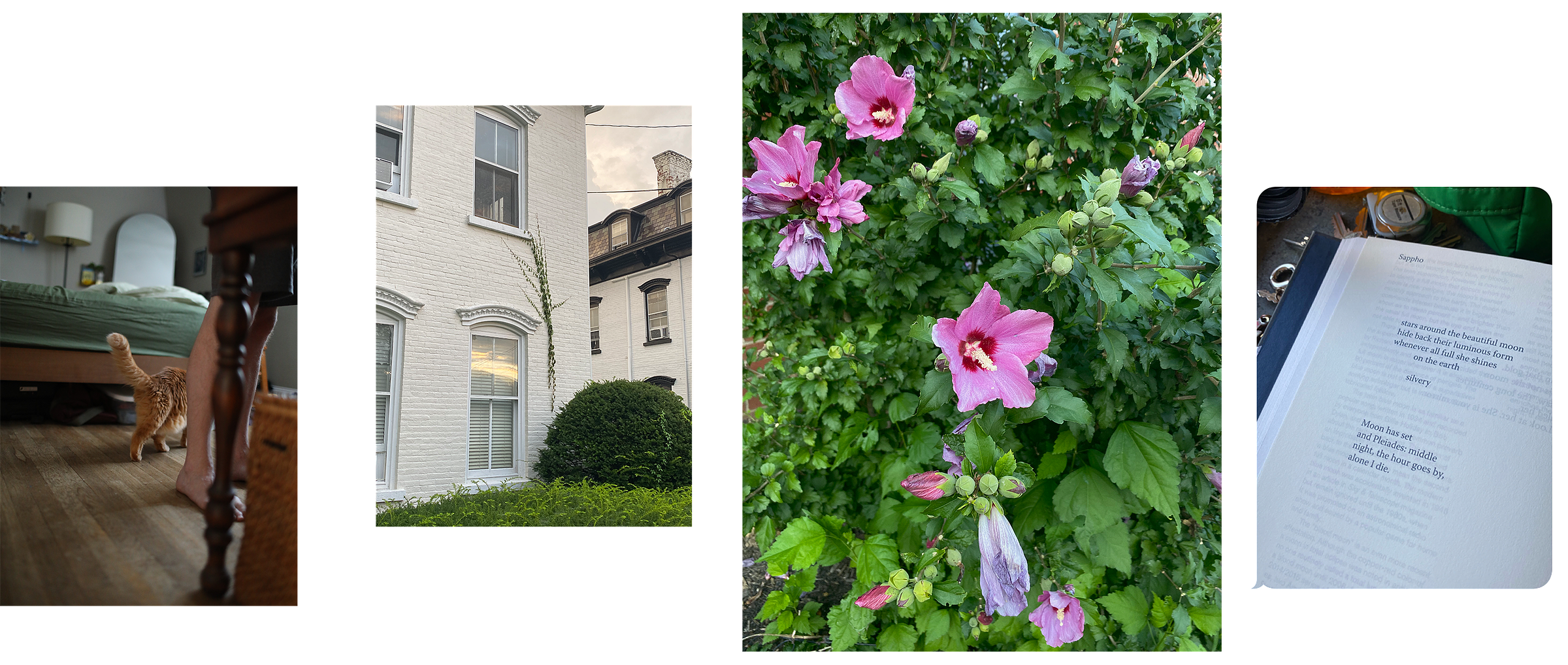 4 images of different sizes arranged in a line. from left to right, a photograph of an orange cat walking past a set of bare legs in front of a bed; a photograph of a white building with greenery growing up the wall; a photograph of pink flowers opening up against a green bed of grass and leaves; an image sent via text of a Sappho poem about the moon.