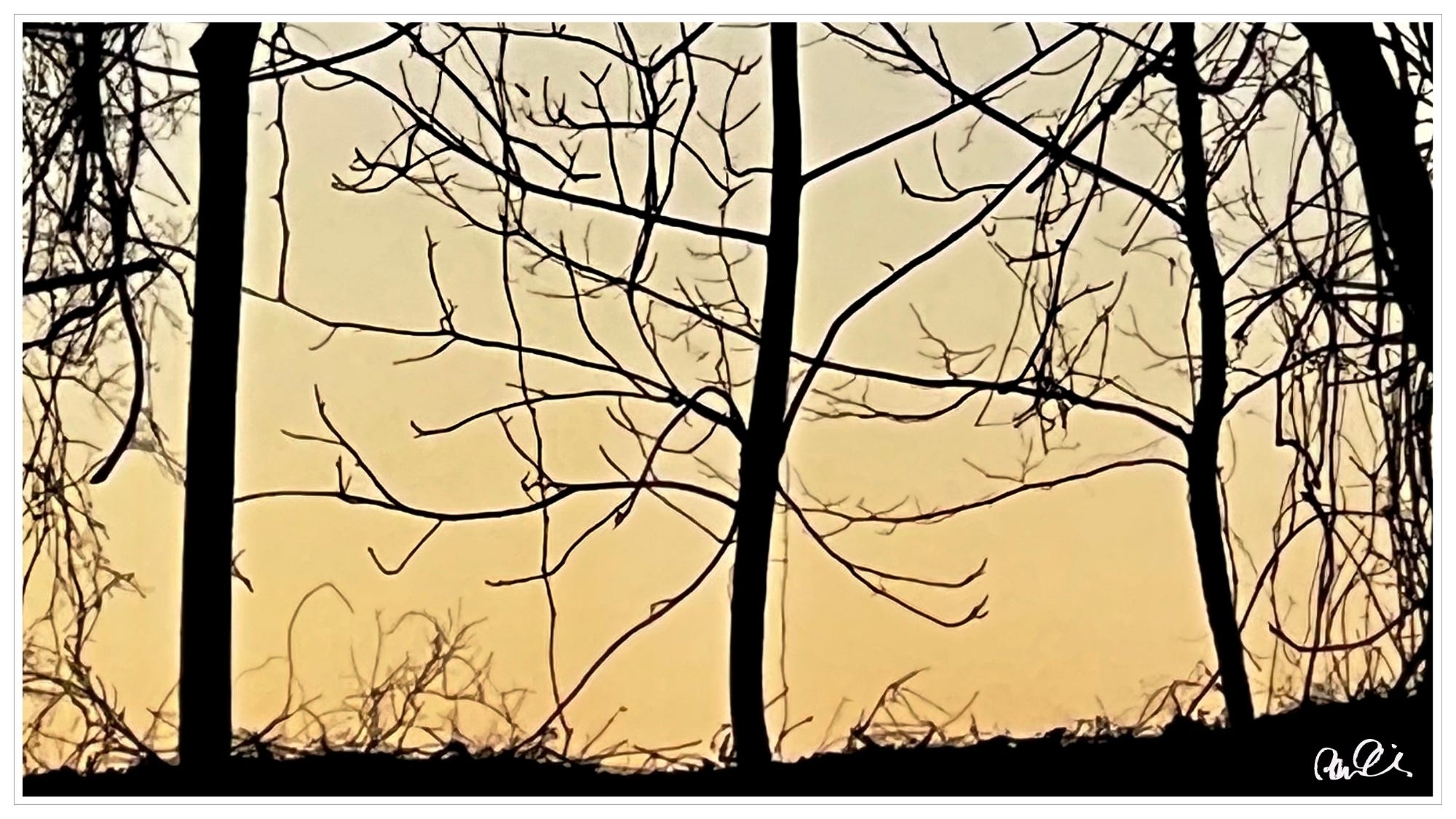 trees and branches, sunset
