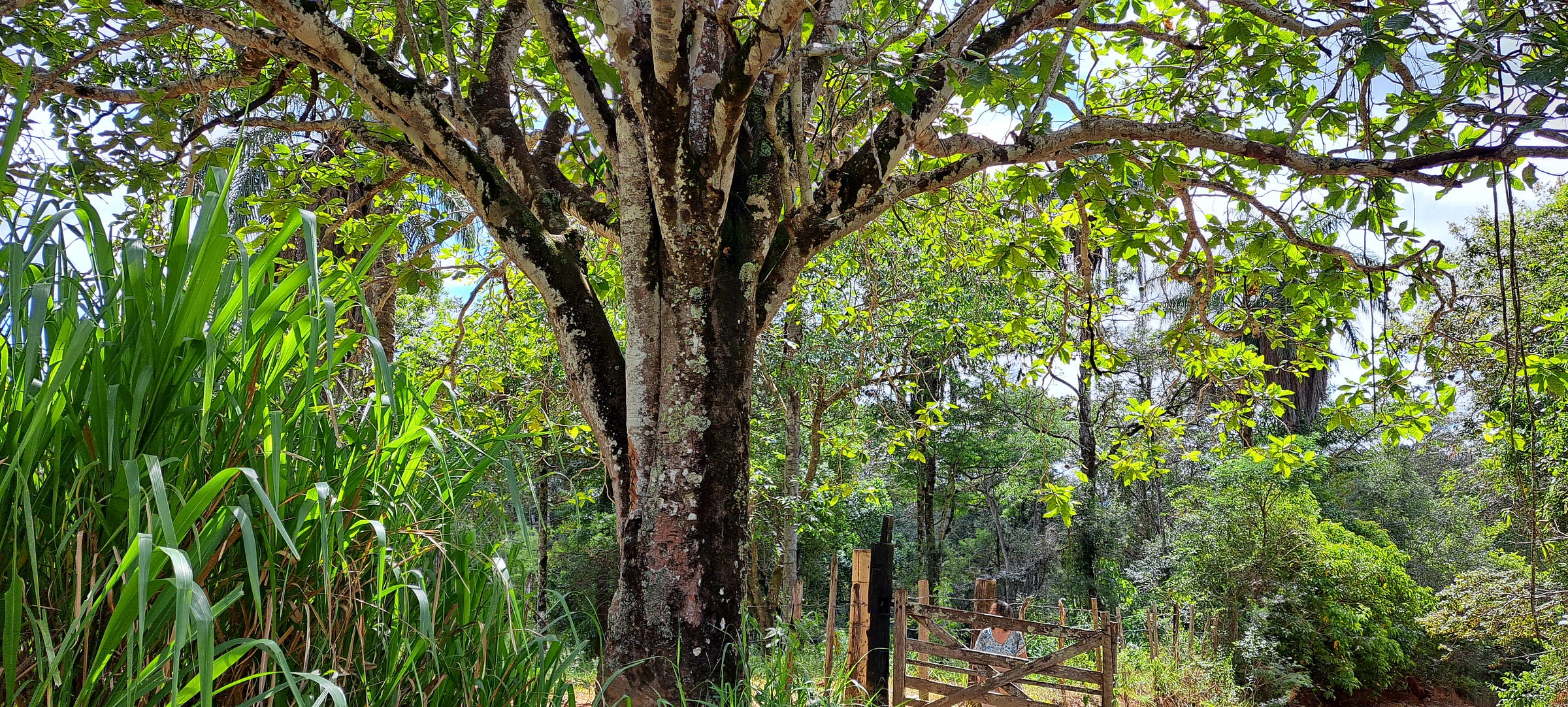 O que chamam paisagem é arquitetura e luz na raiz que evidencia: sei quem sou ao saberte-te.